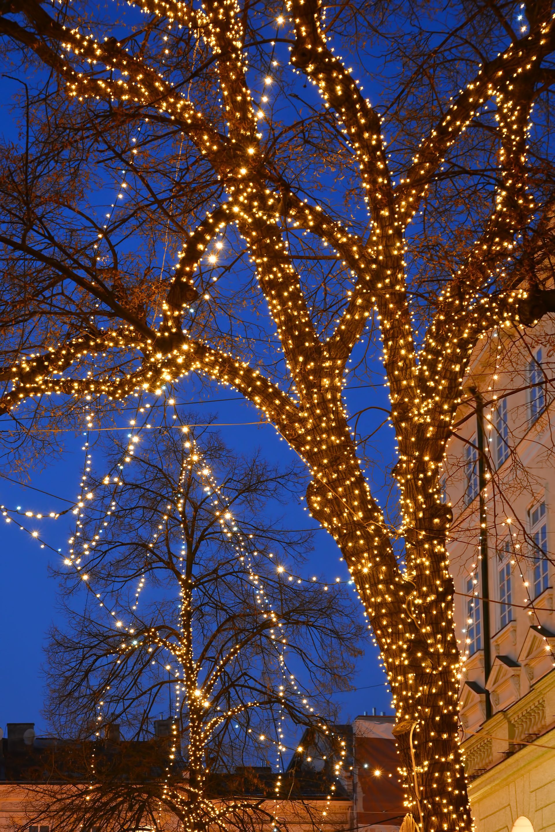lights on street tree