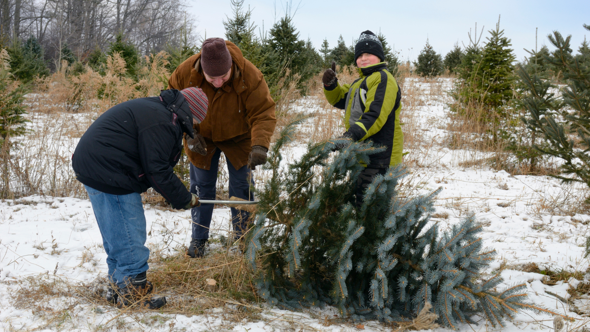 christmas tree farm mn