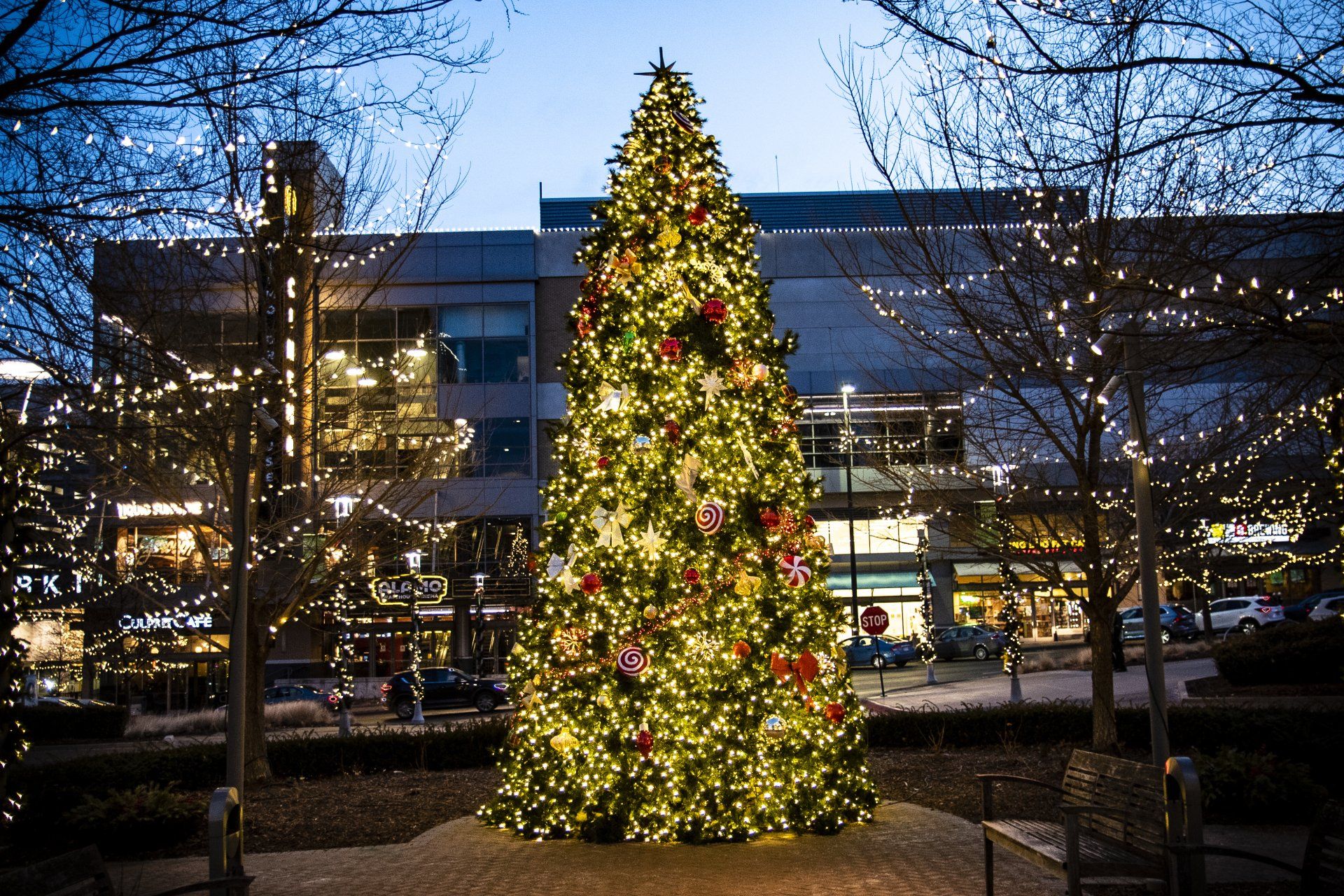 A large christmas tree is lit up in front of a building