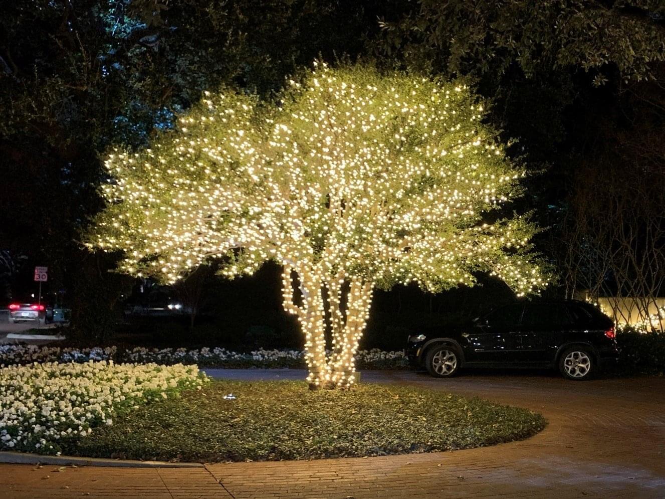 A tree with christmas lights on it is lit up at night