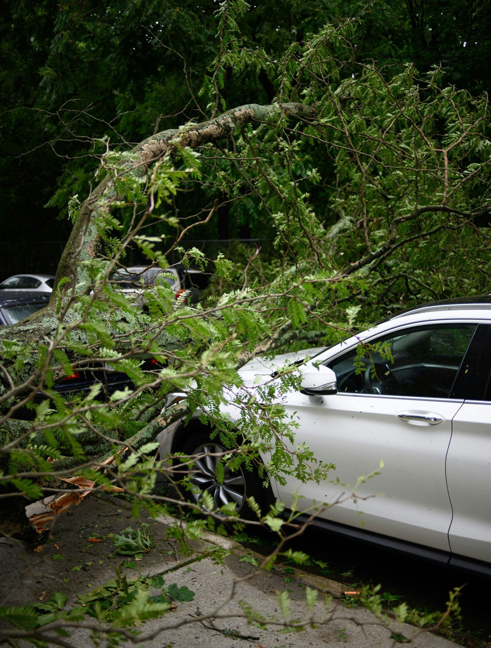 car with a tree fallen on it