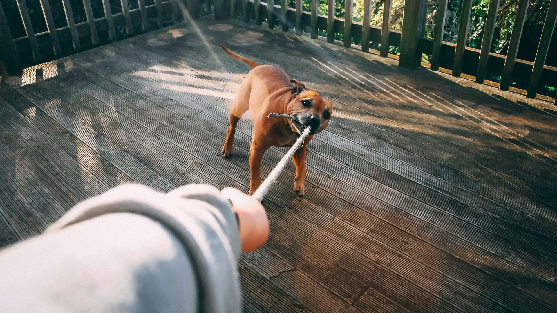 A person is walking a dog on a leash with a stick in its mouth.