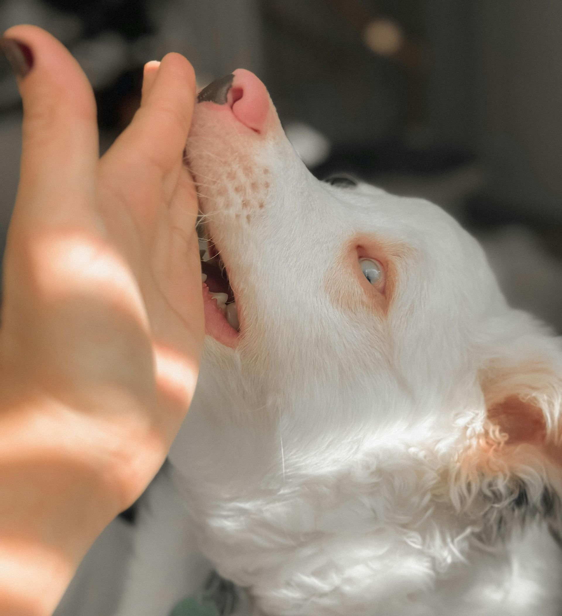 A dog biting a hand