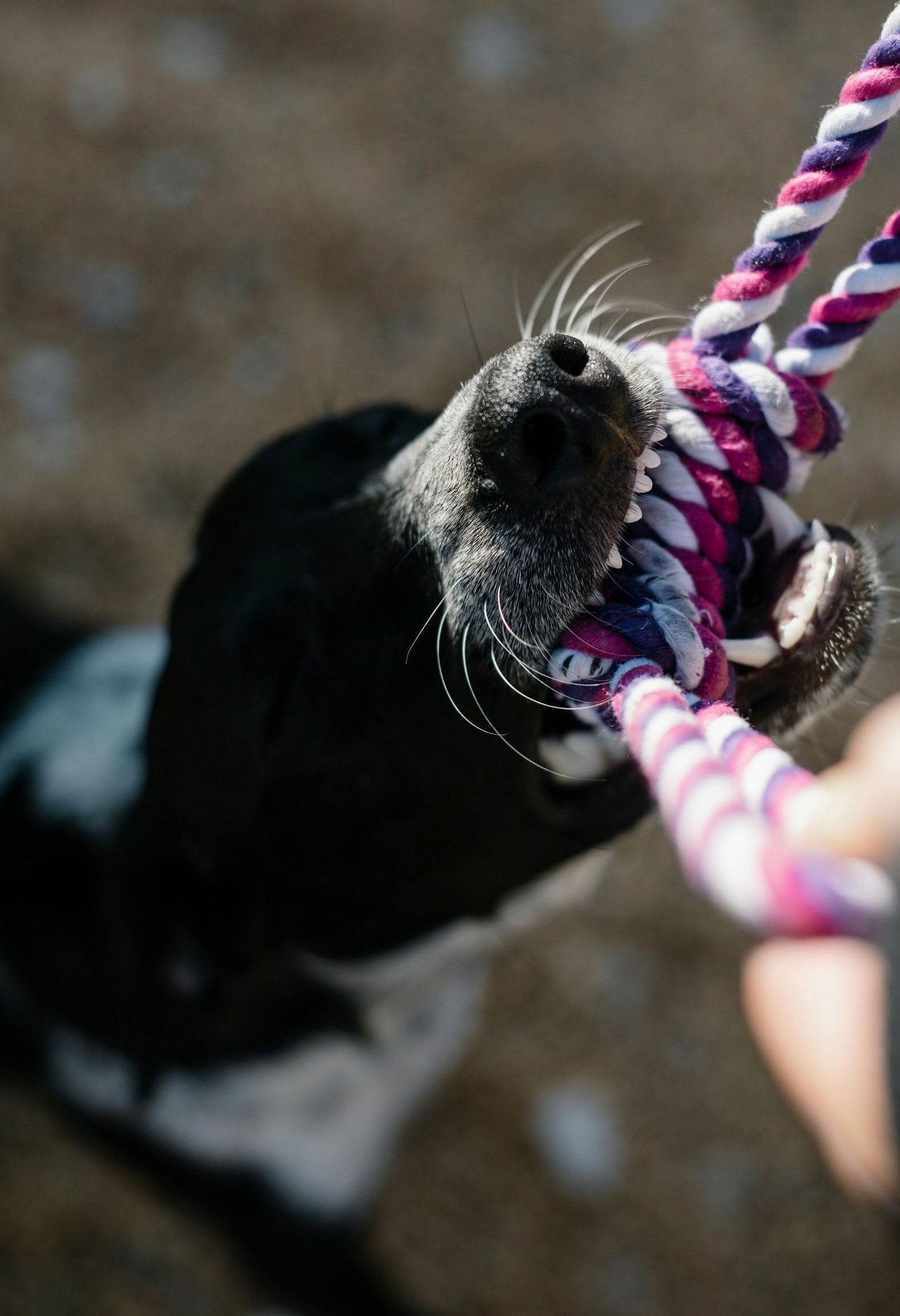 dog pulling on rope