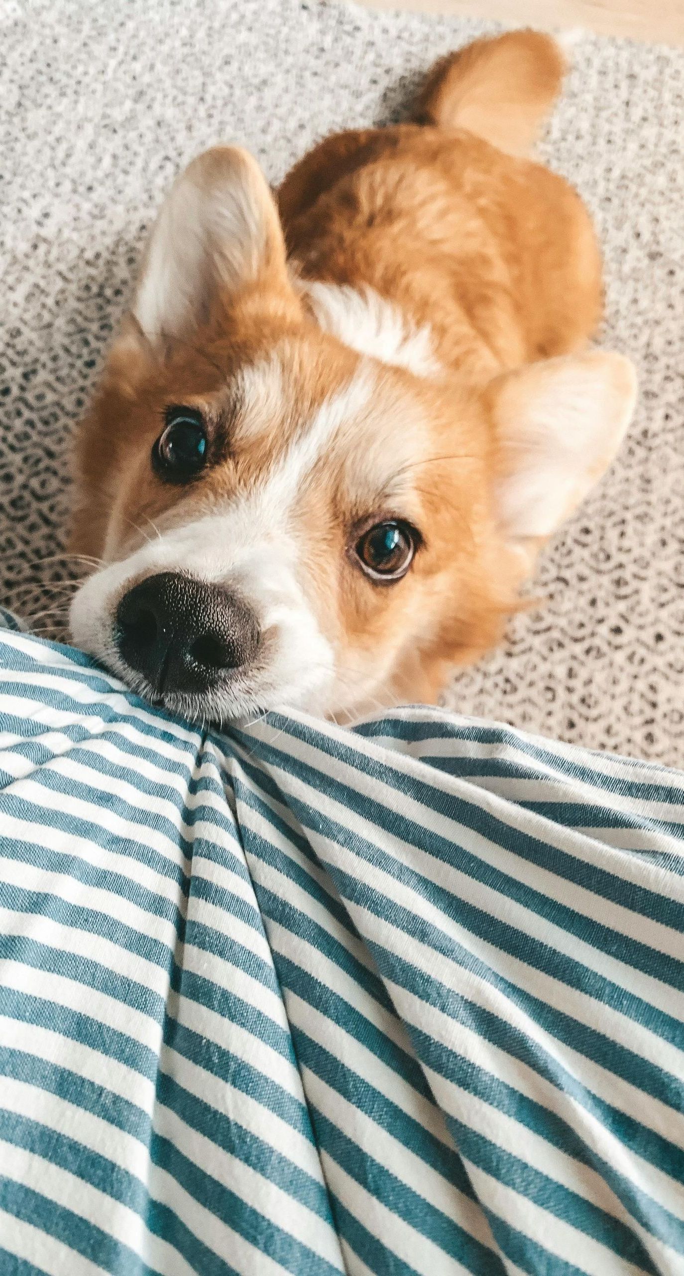 A brown and white dog is laying on top of a striped blanket.