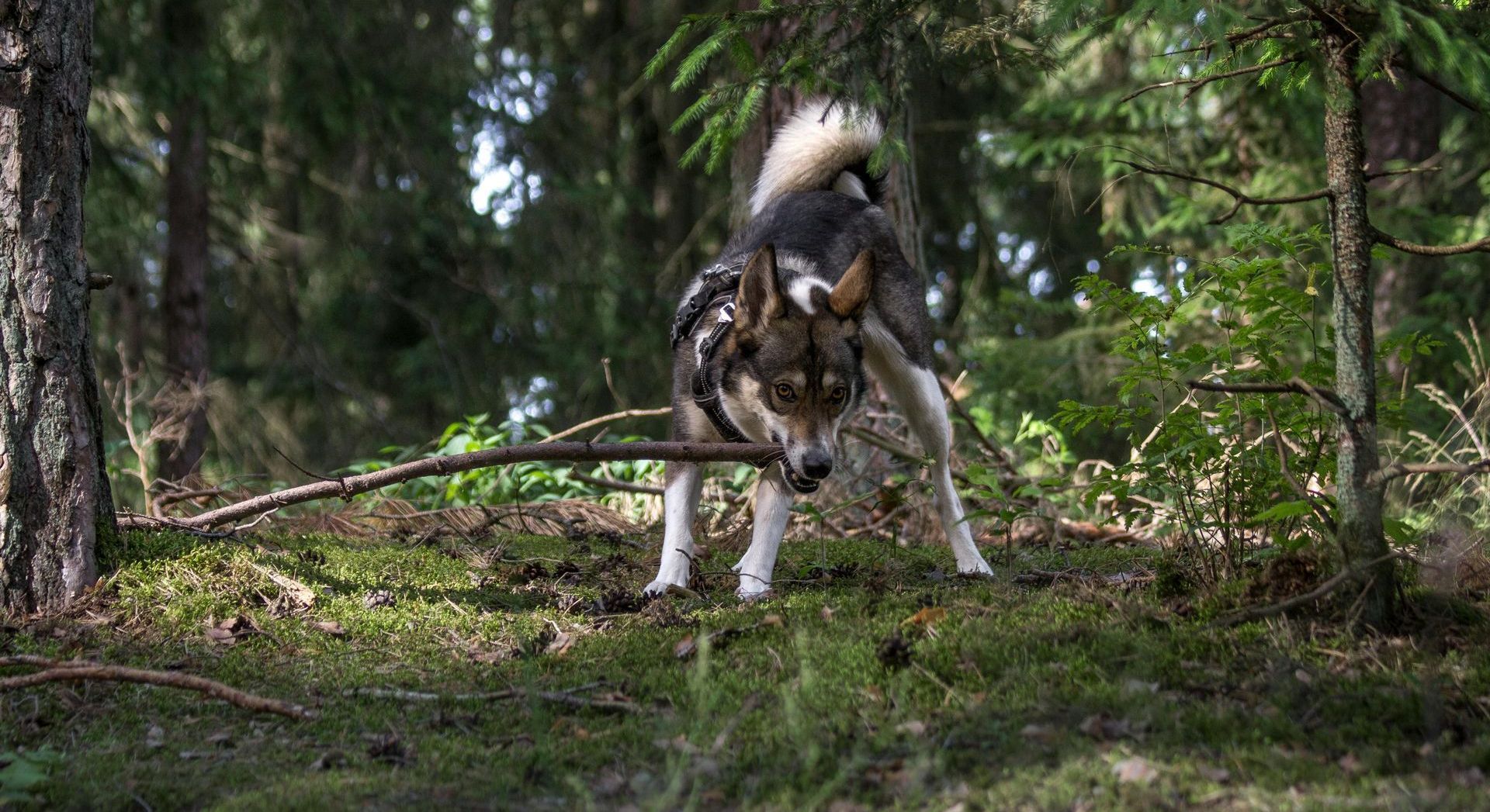 A dog is standing in the woods with a stick in its mouth.