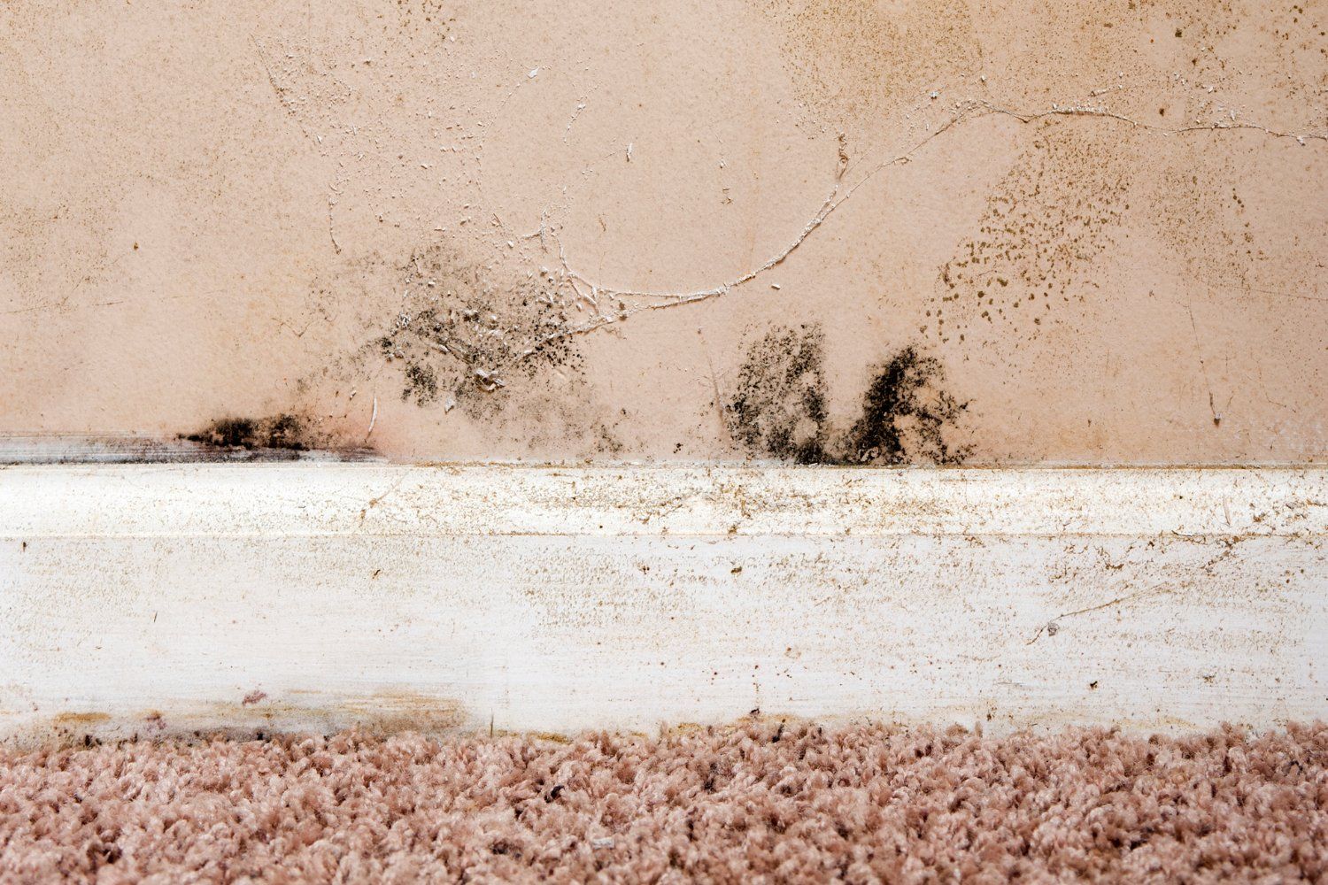 mold in your home