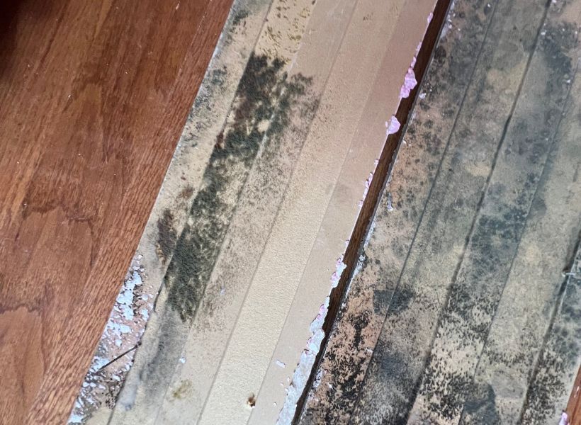 mold under flooring 