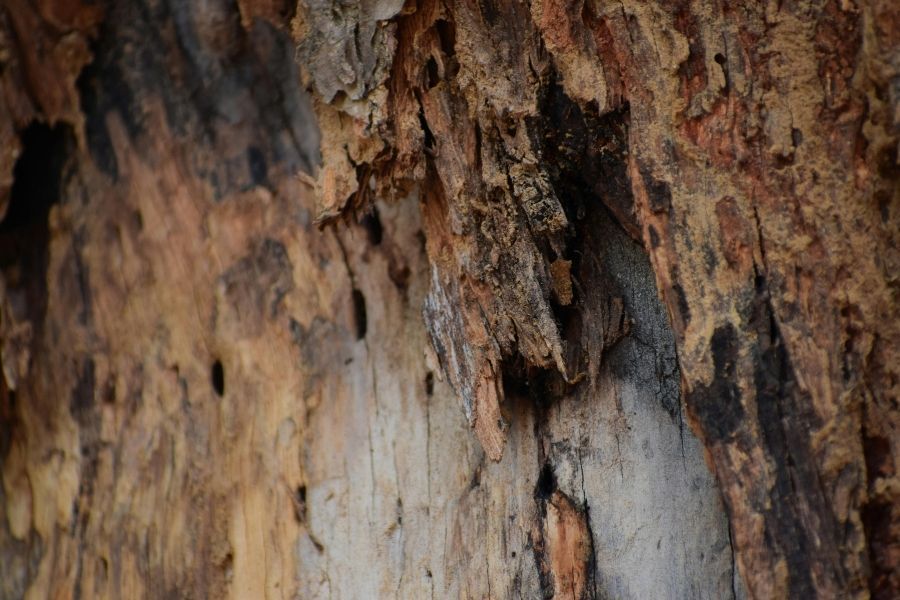 Rotted support beam caused by prolonged moisture and water damage