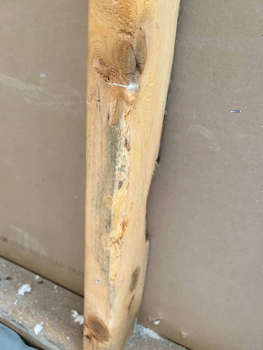 structural mold growth