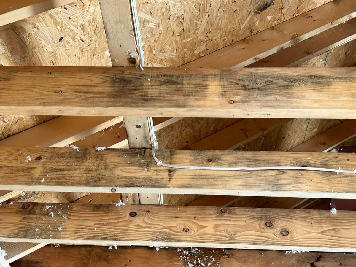 Mold damage in a Springfield house