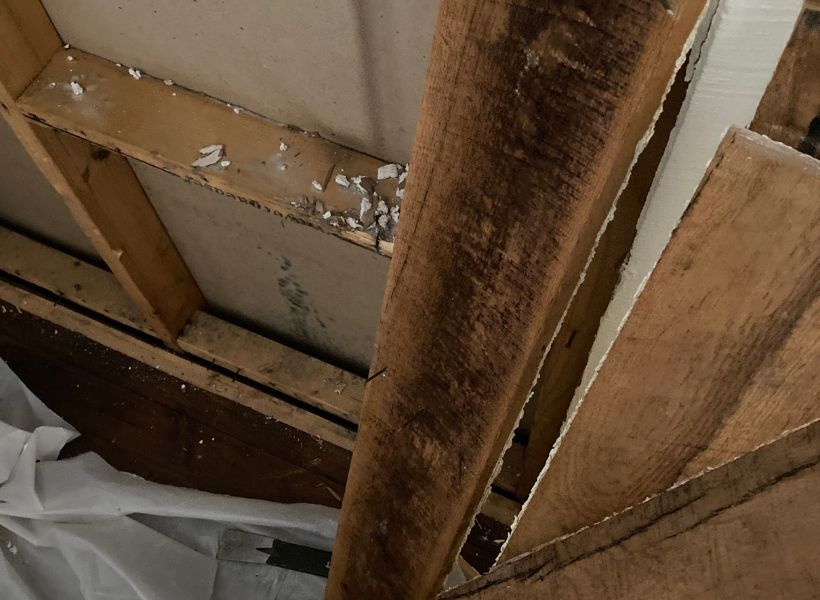 visible mold growth