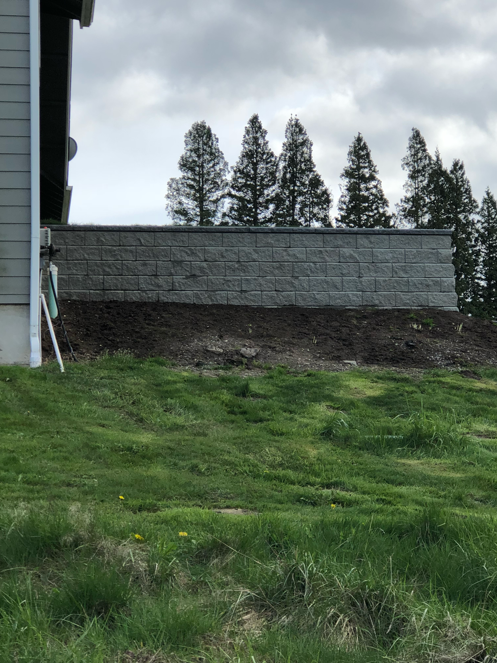 Grassy yard beside a gray cinder block wall with tall evergreen trees and an overcast sky.