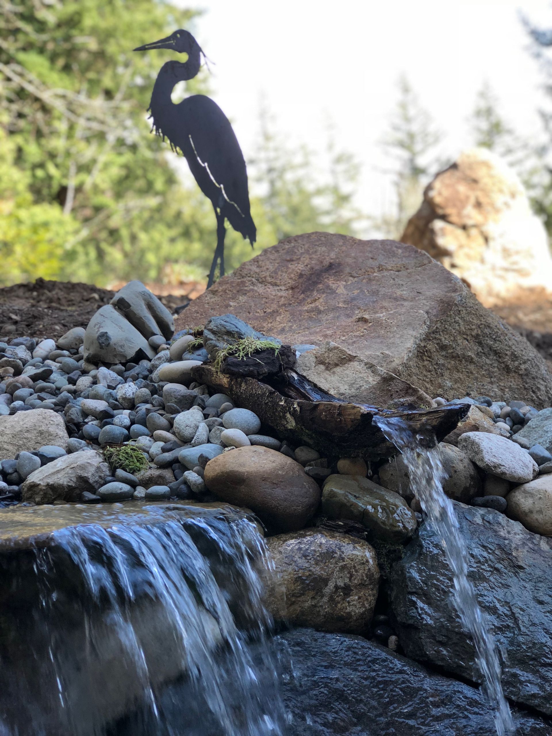 Black bird perched on a rock beside a small waterfall in a pebble garden