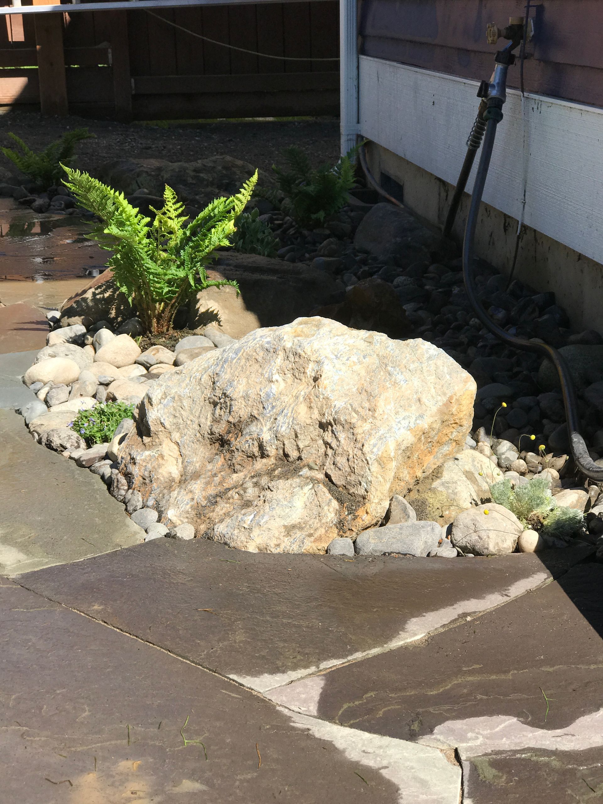 Small green shrub growing beside a large pale rock in a paved outdoor yard.