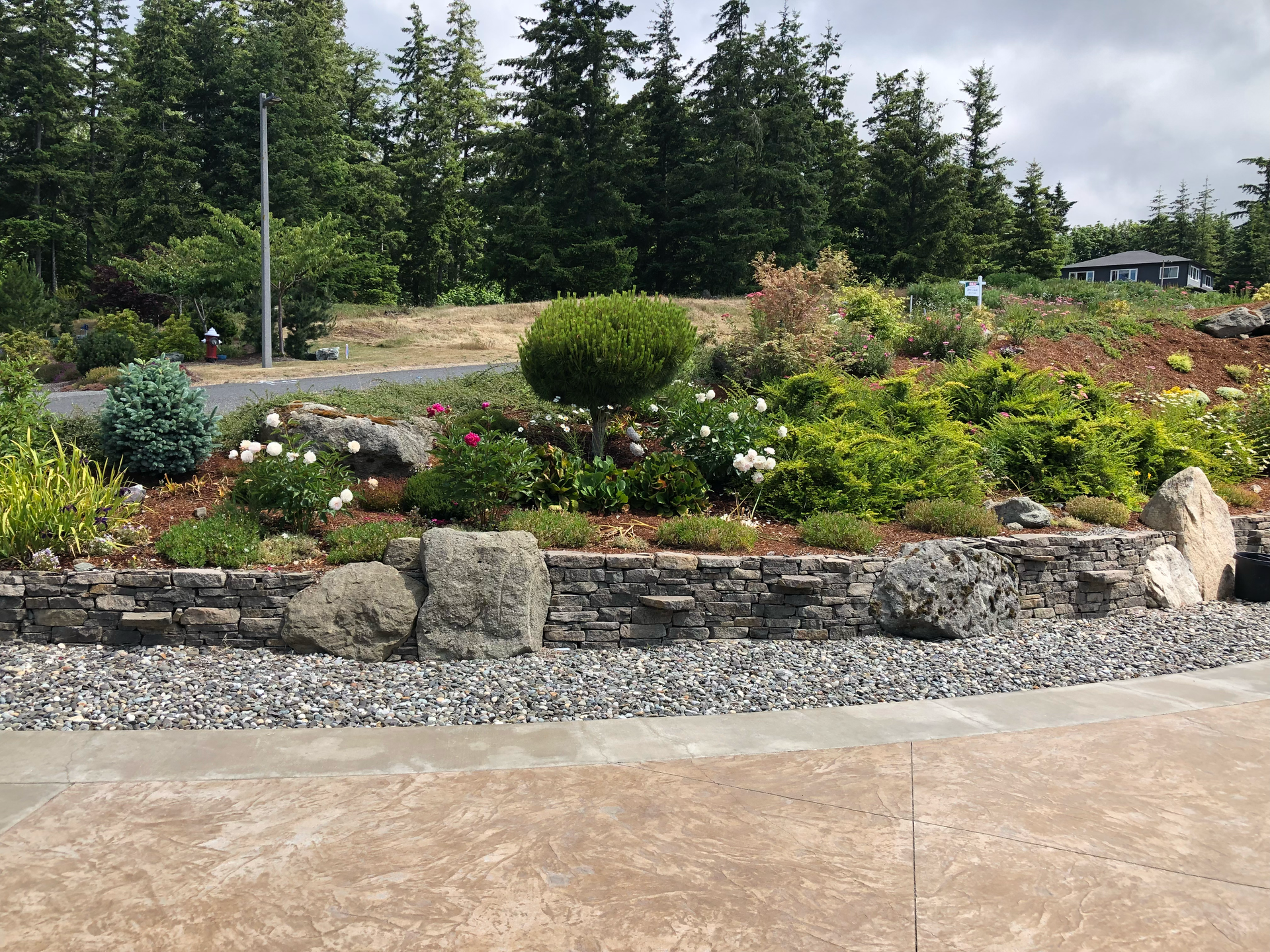 Landscaped garden bed with shrubs, flowers, and rocks beside a concrete path, with tall evergreen trees behind.