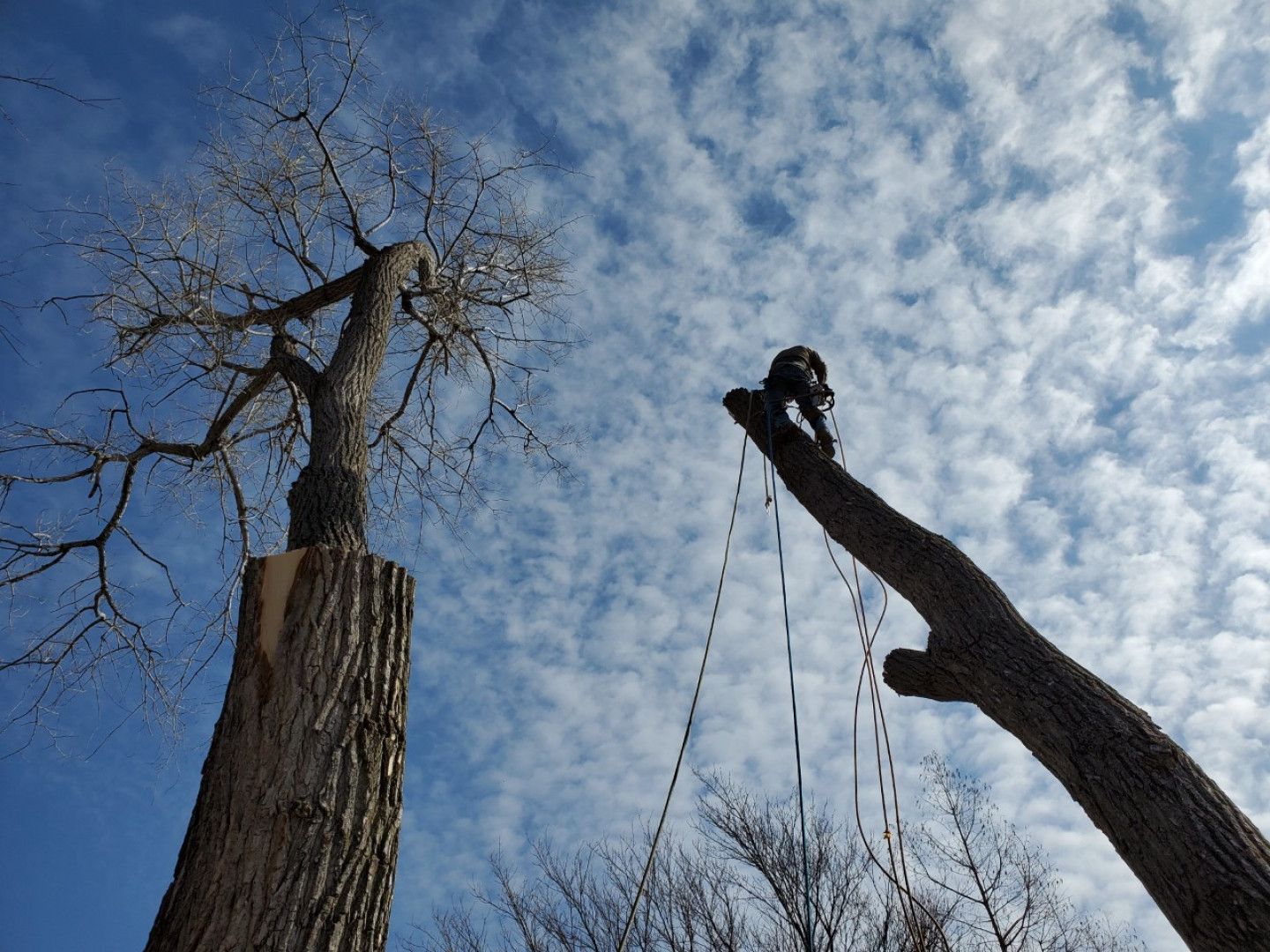 Tree Care Services