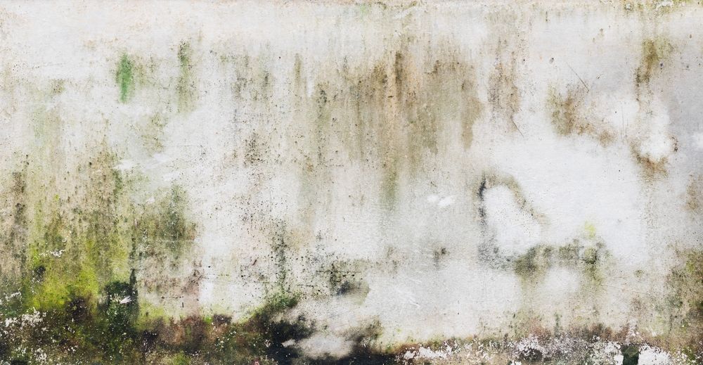 A close up of a white wall with moss growing on it.