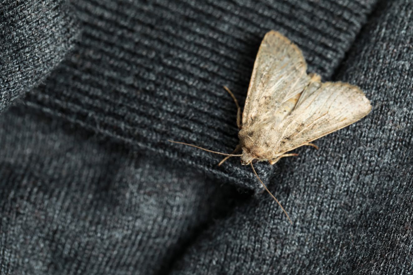 A moth with tan wings rests on dark gray fabric.