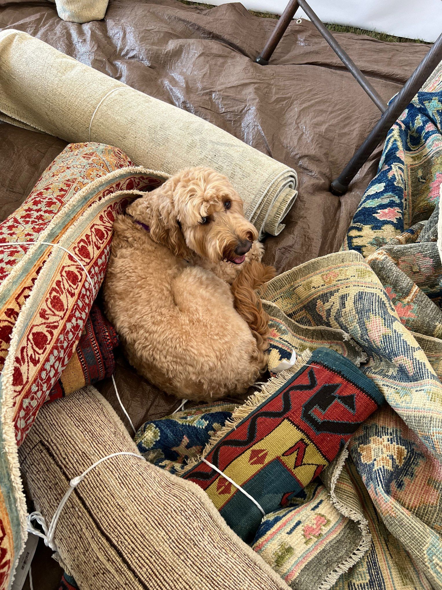 Small tan dog curled up on a couch among patterned rugs and pillows