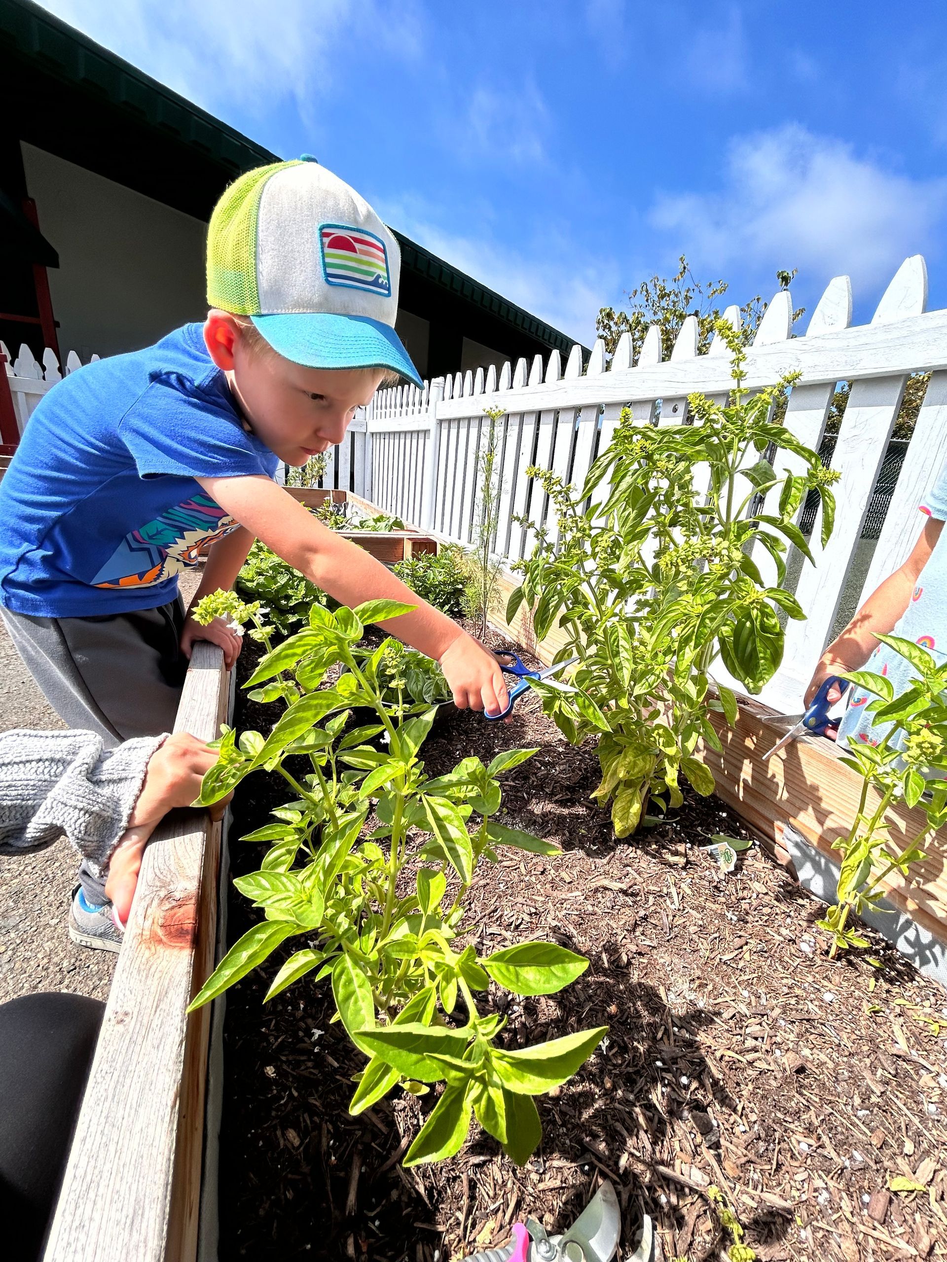 Montessori child picking strawberries.