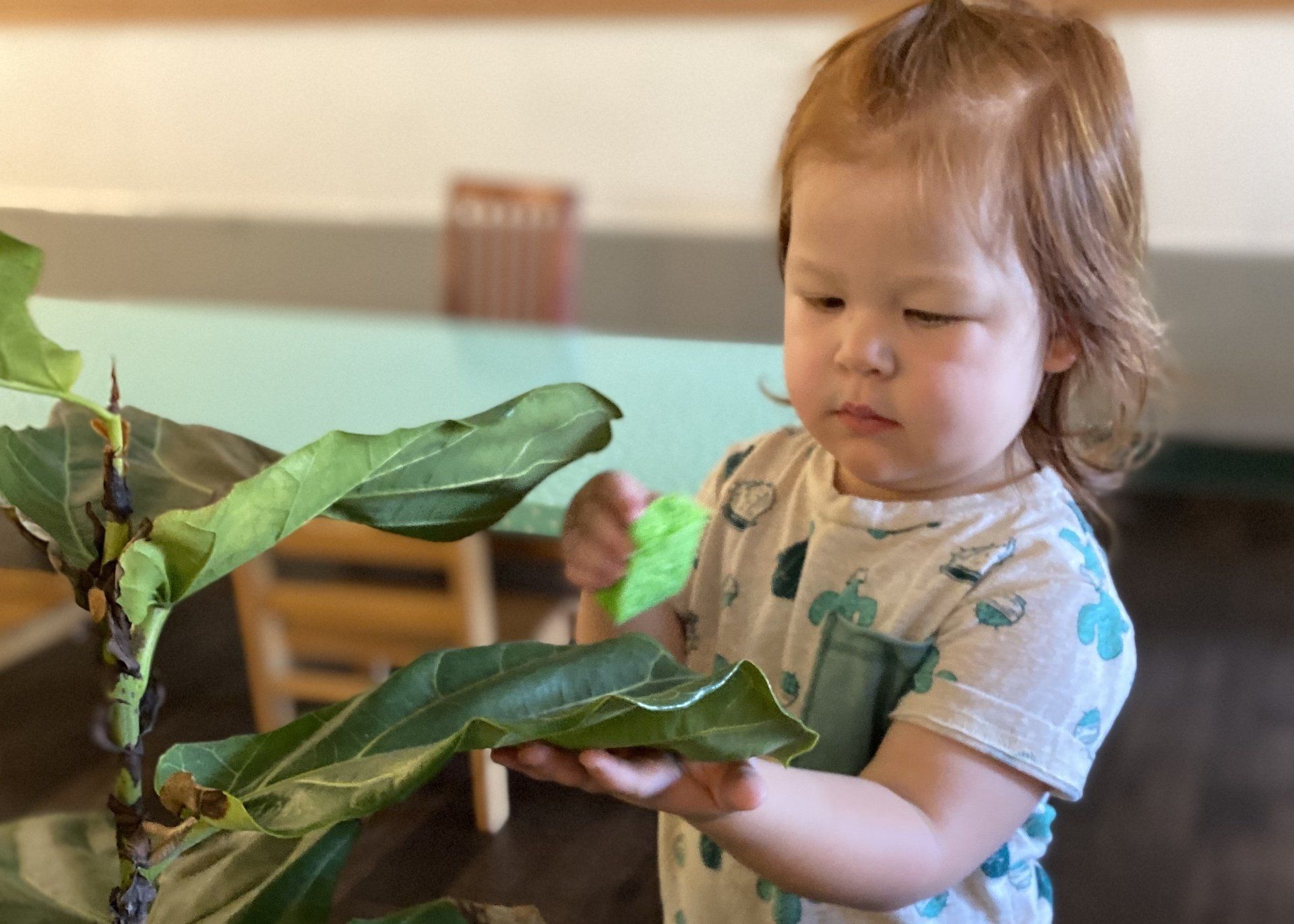 Montessori child cleaning a plant.