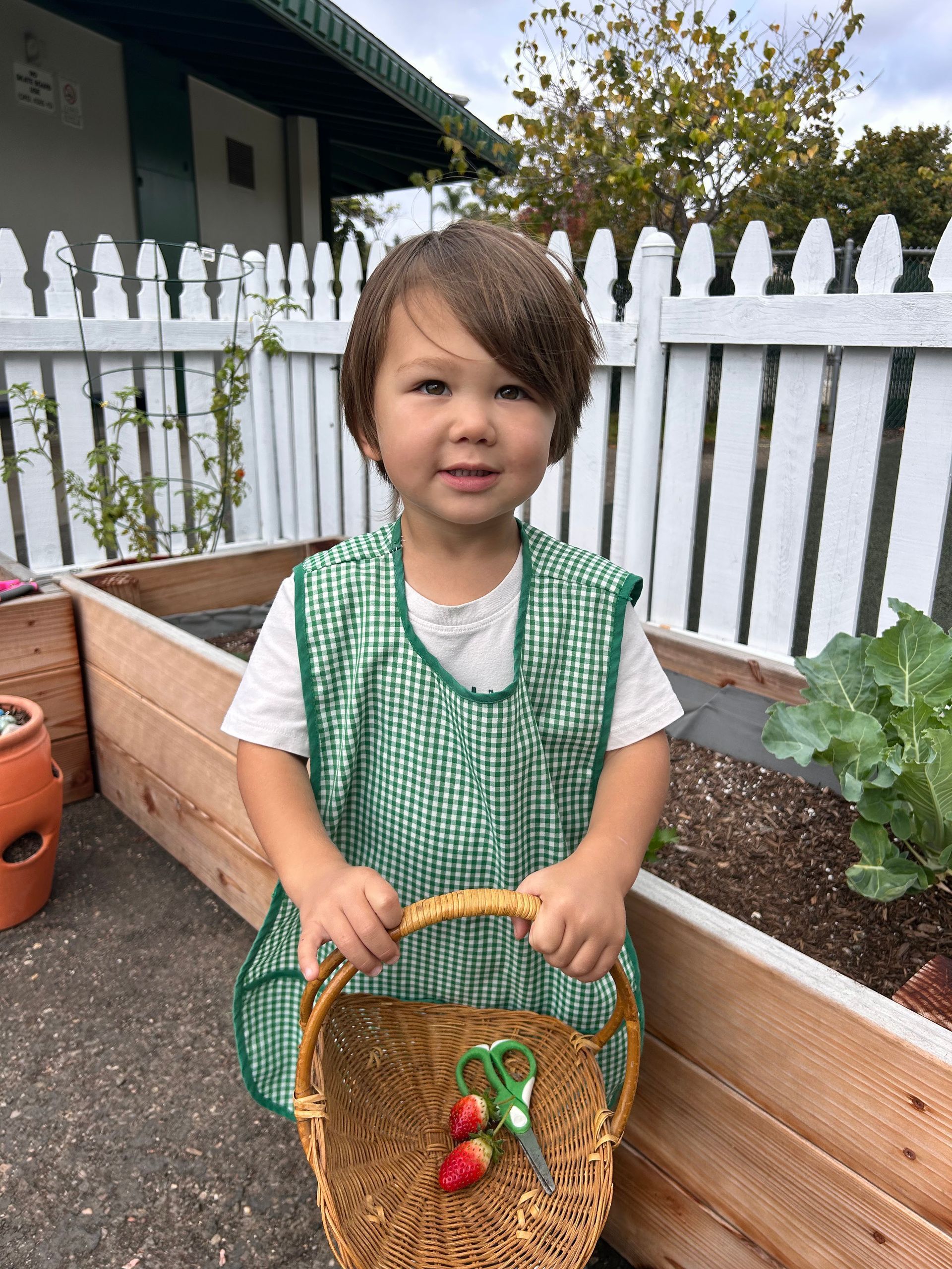 Montessori toddler picking strawberries.
