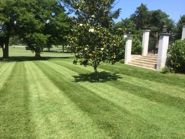 A lush green lawn with a tree in the middle of it.