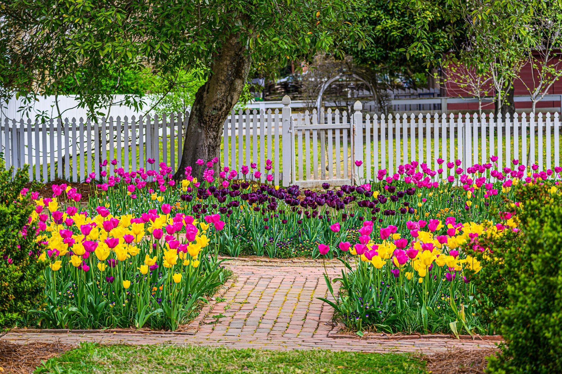 A garden with pink and yellow flowers and a white picket fence.