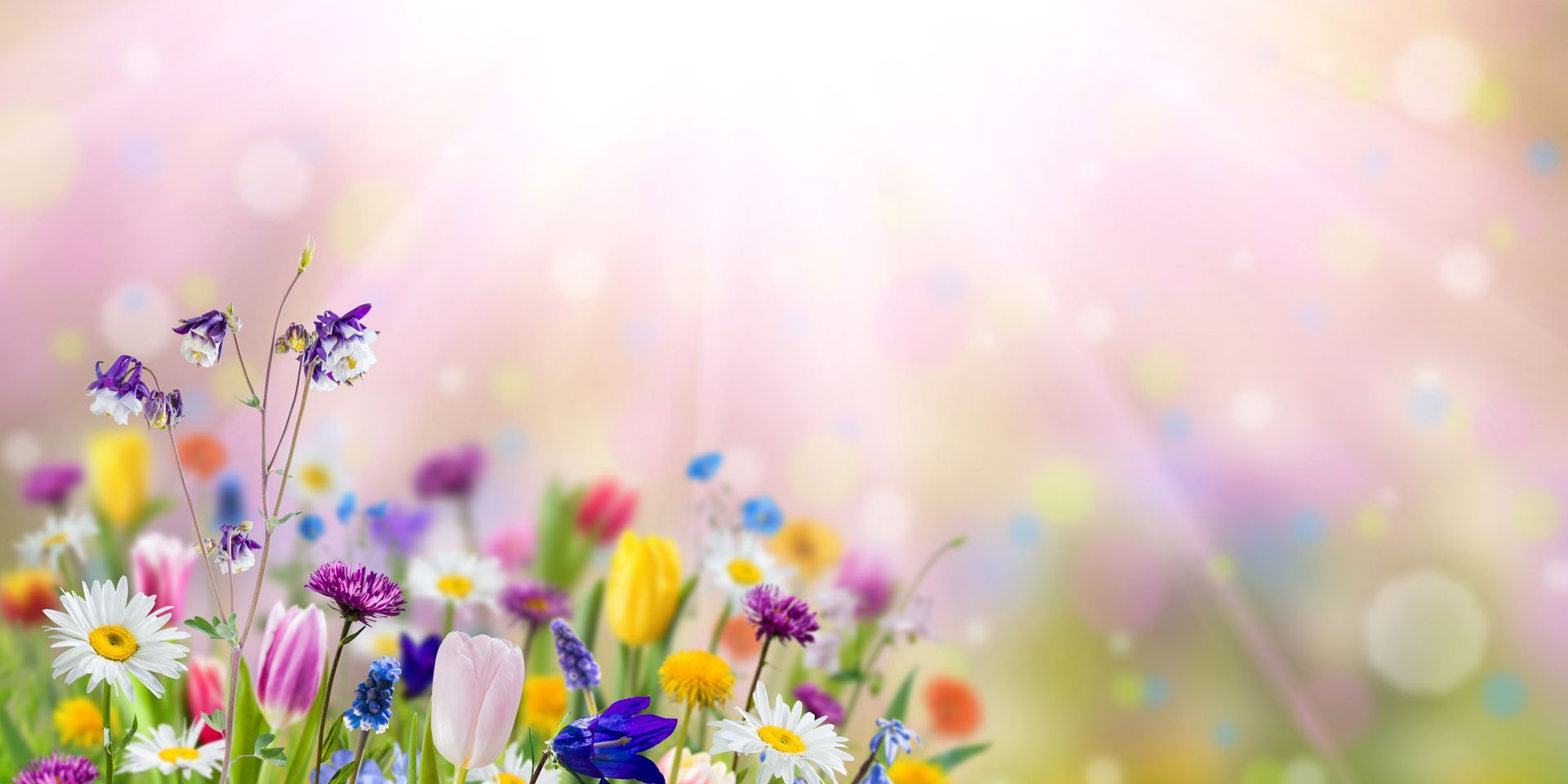 Soft pastel flowers in a sunlit meadow with pink bokeh and butterflies