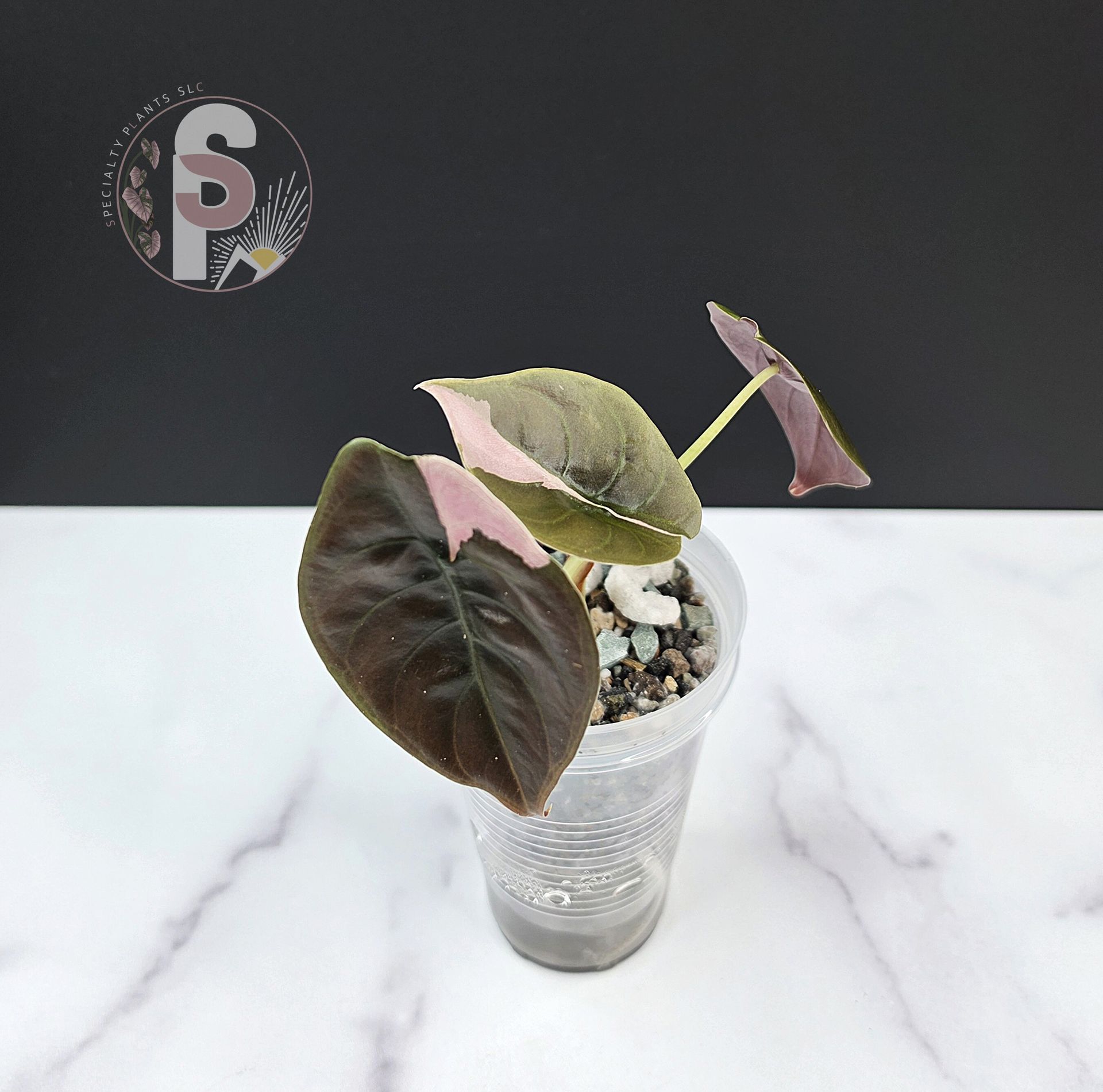 Alocasia cuprea pink - 0932