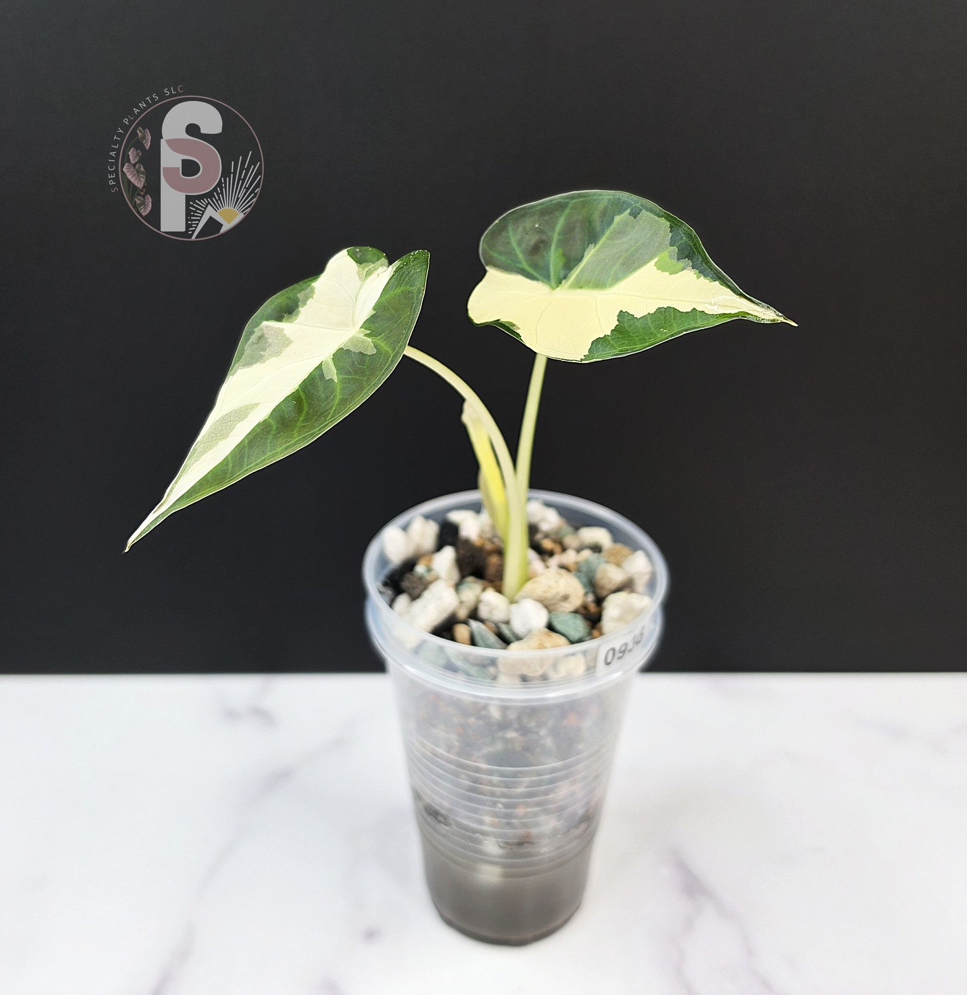 Alocasia 'Regal Shields' albo/lava - 0938