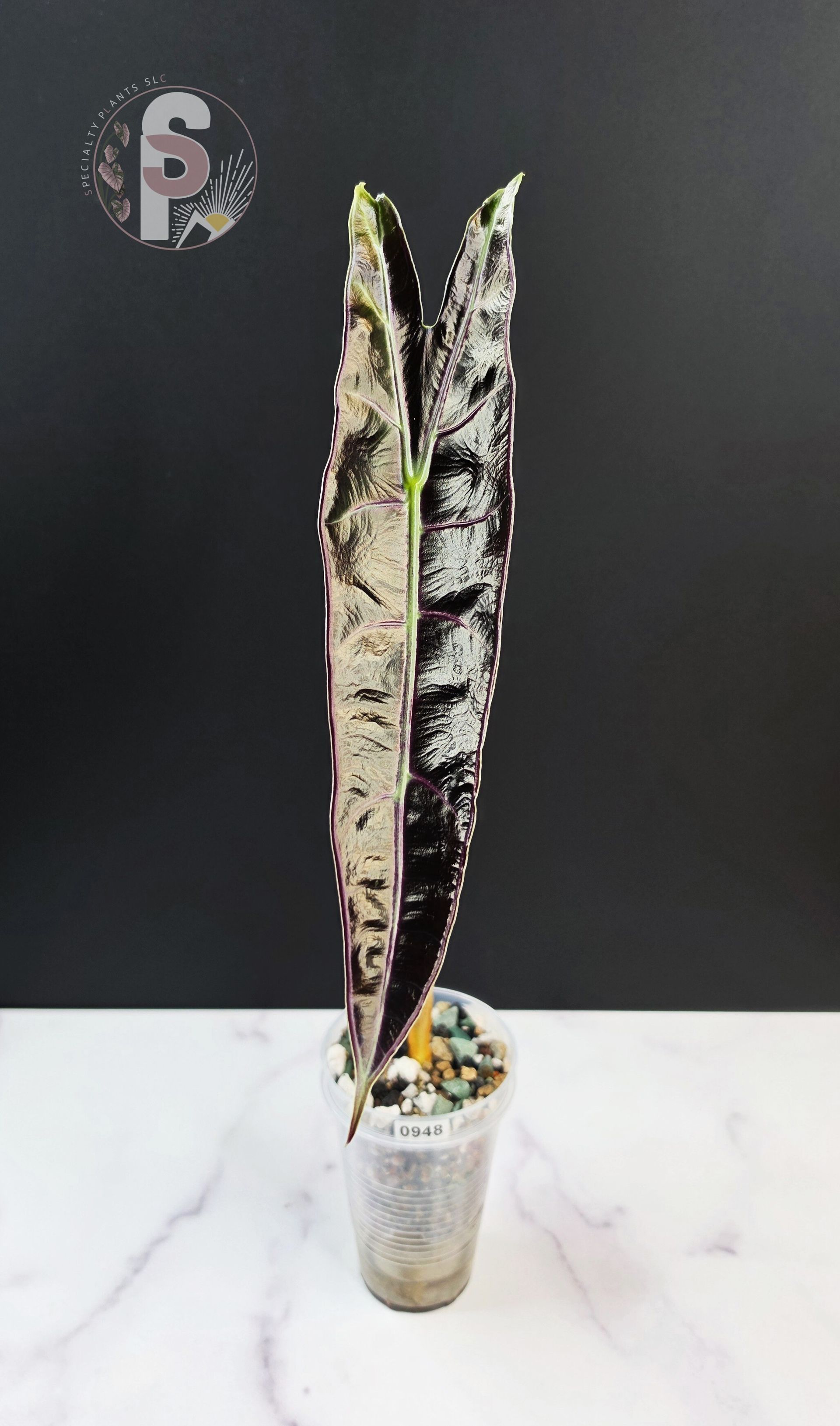 Alocasia longiloba purple - 0948
