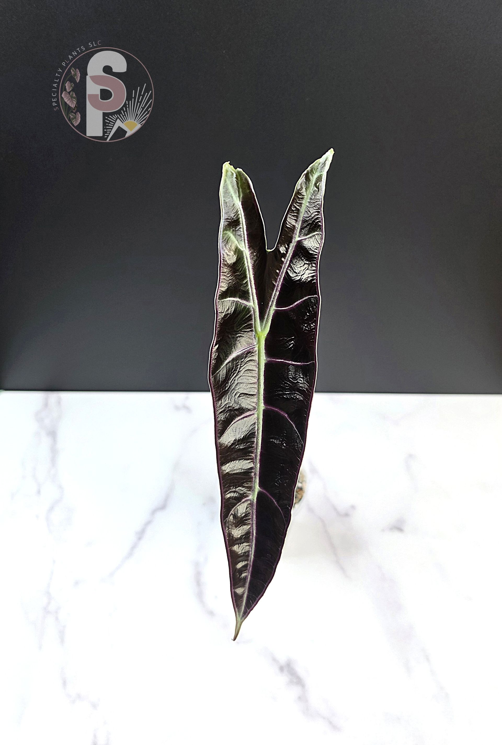 Alocasia longiloba purple - 0948