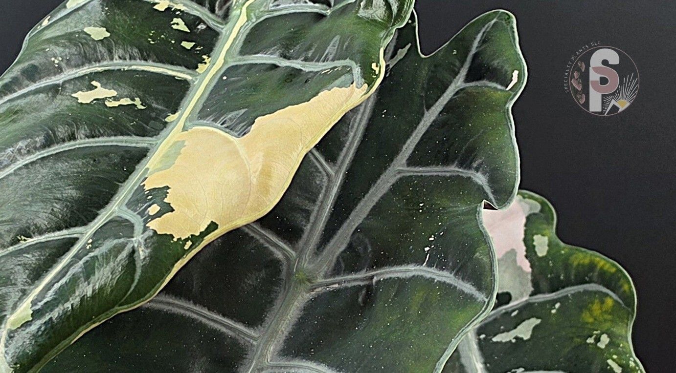 Alocasia chantrieri pink - 0949