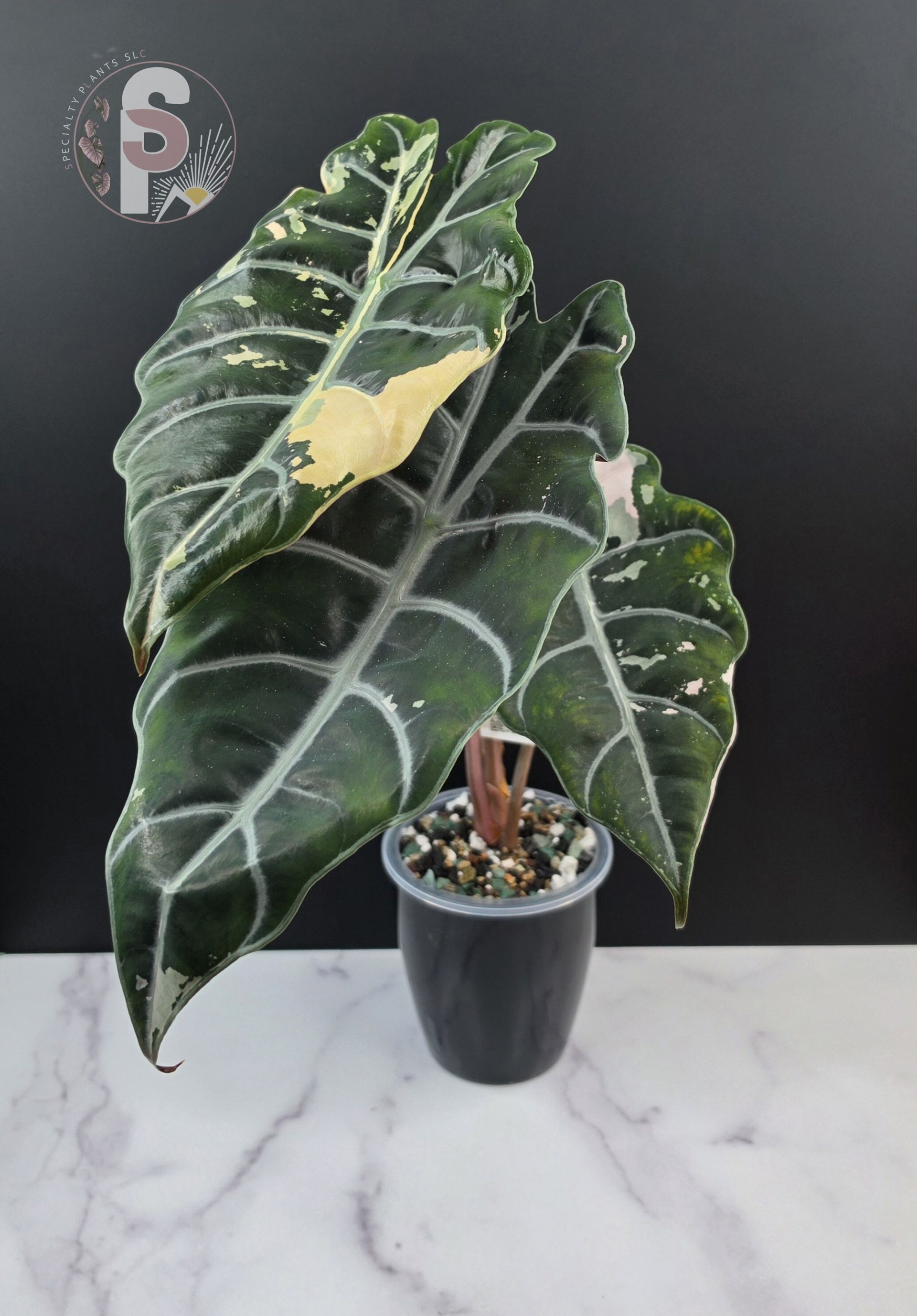 Alocasia chantrieri pink - 0949