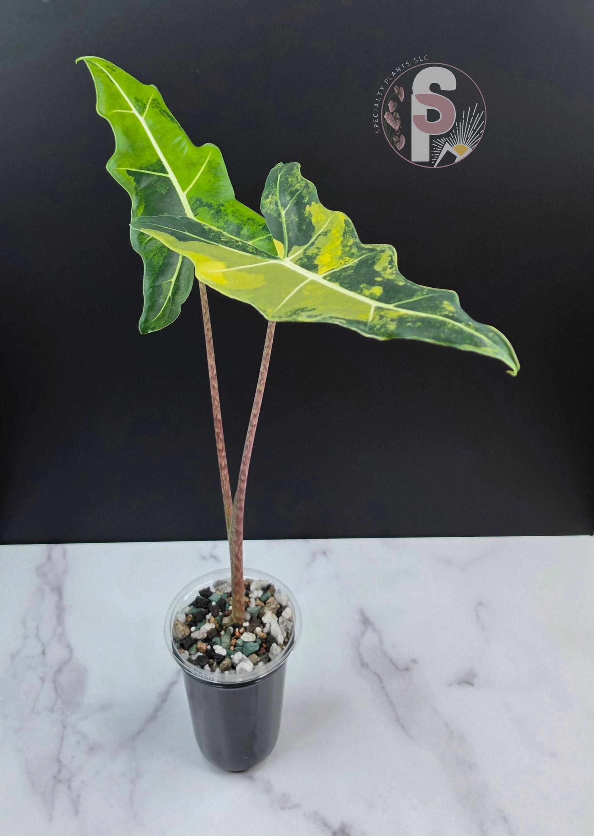 Alocasia sarian aurea - 0950