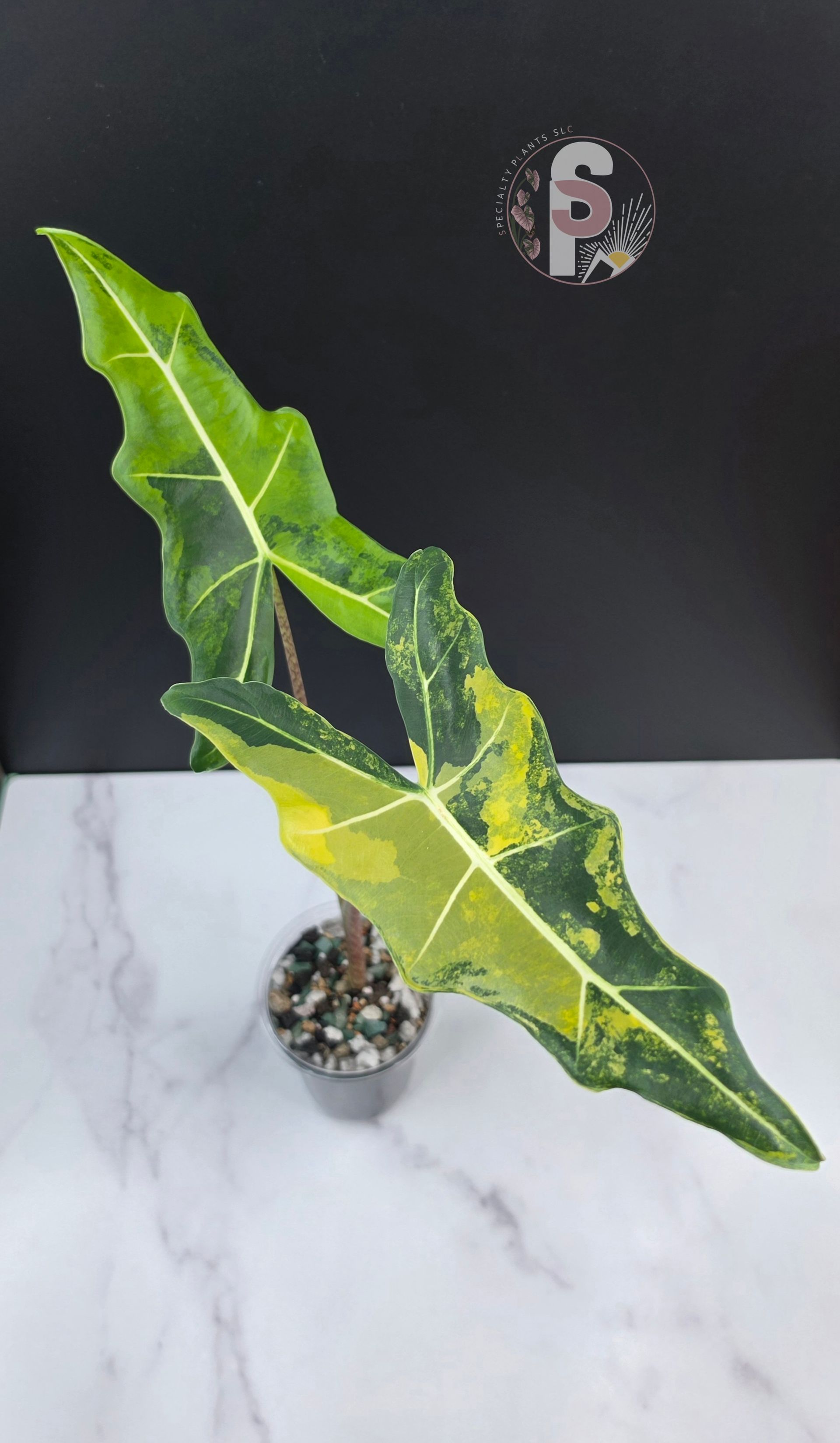 Alocasia sarian aurea - 0950