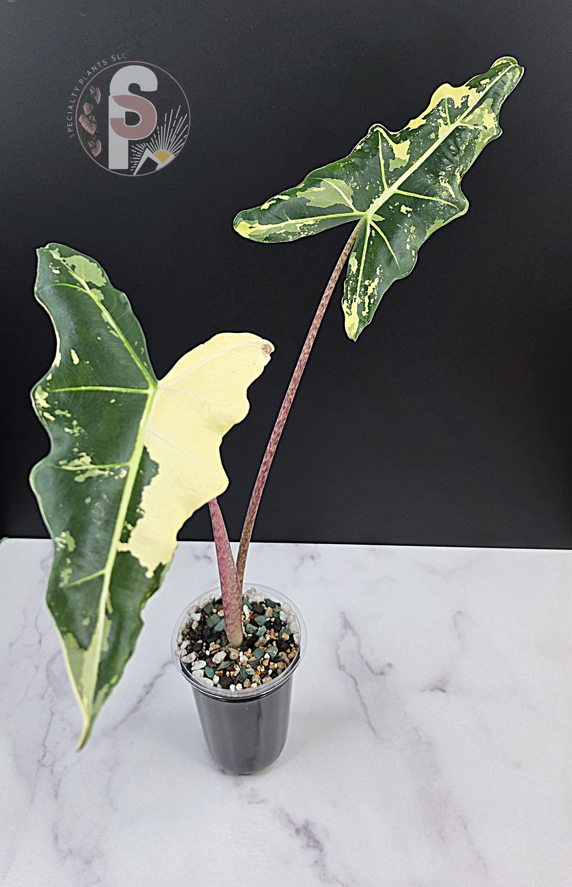 Alocasia sarian albo - 0951