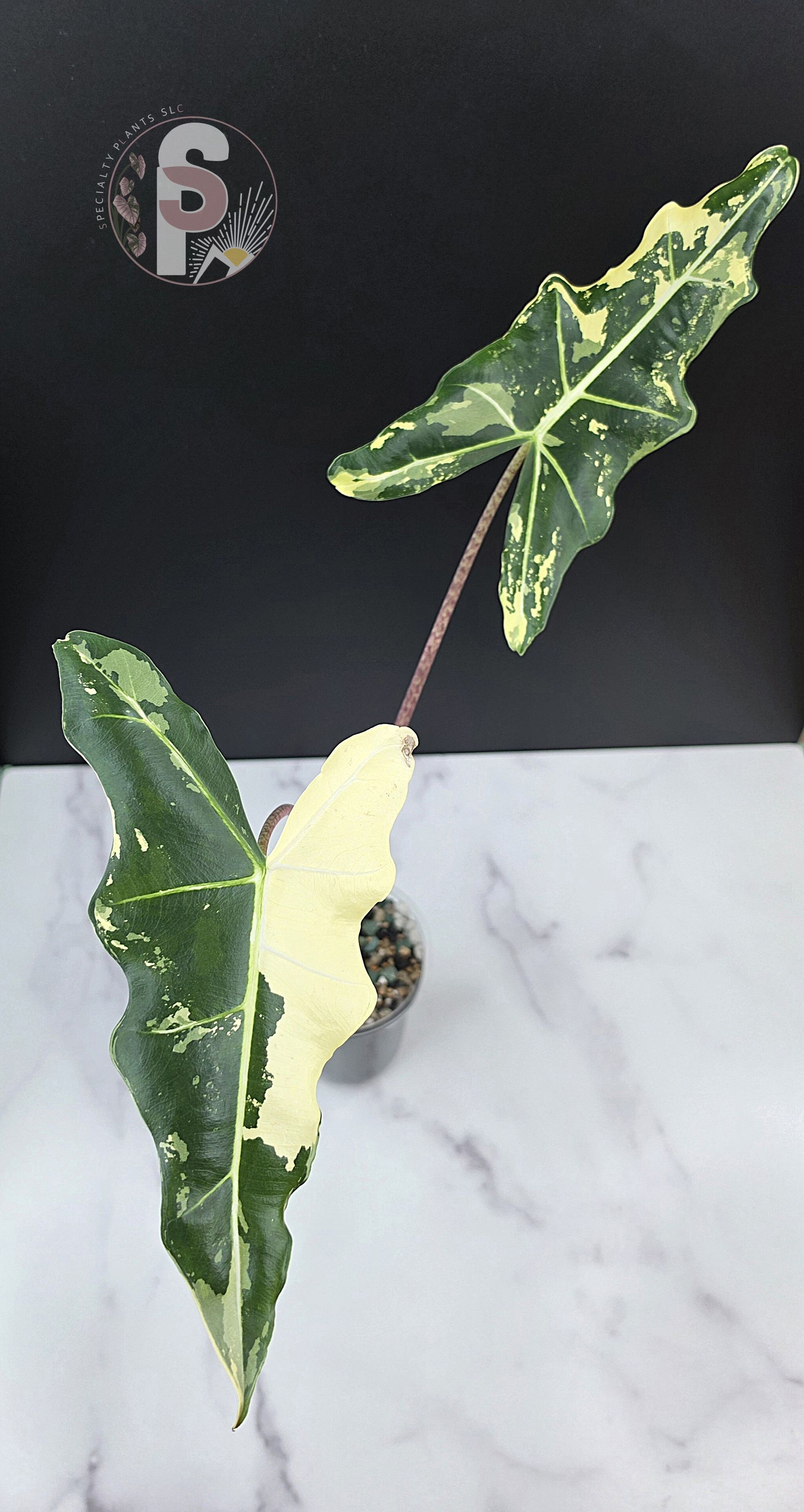 Alocasia sarian albo - 0951
