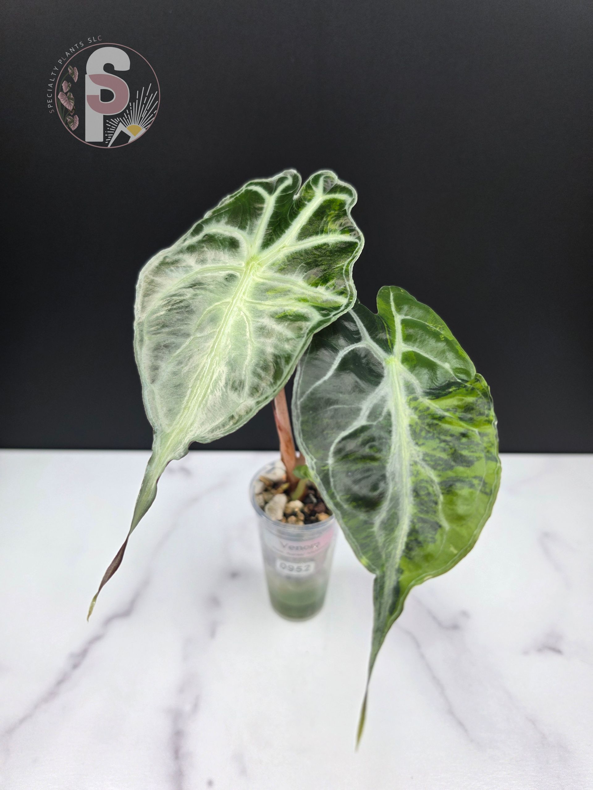 Alocasia venom aurea - 0952