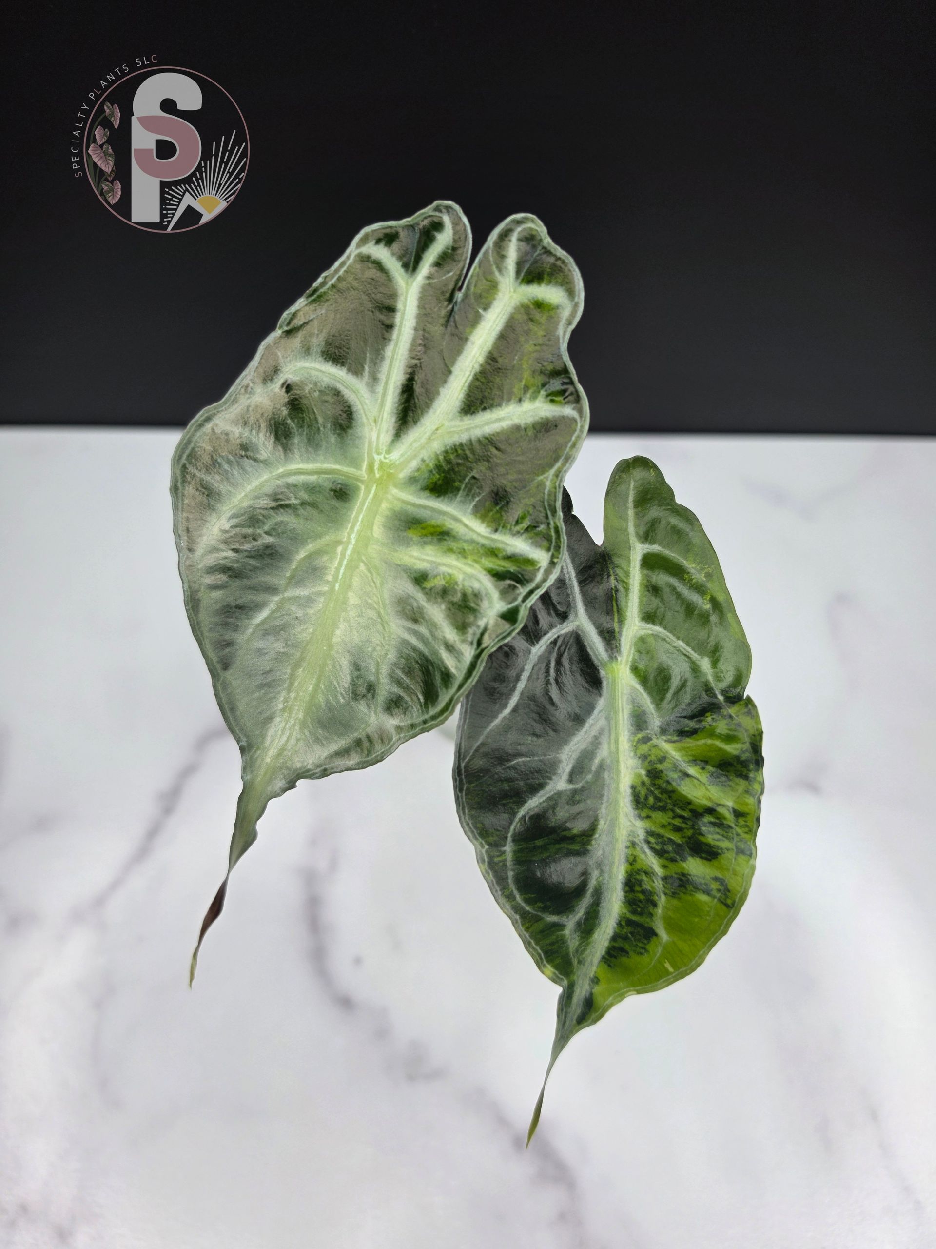 Alocasia venom aurea - 0952