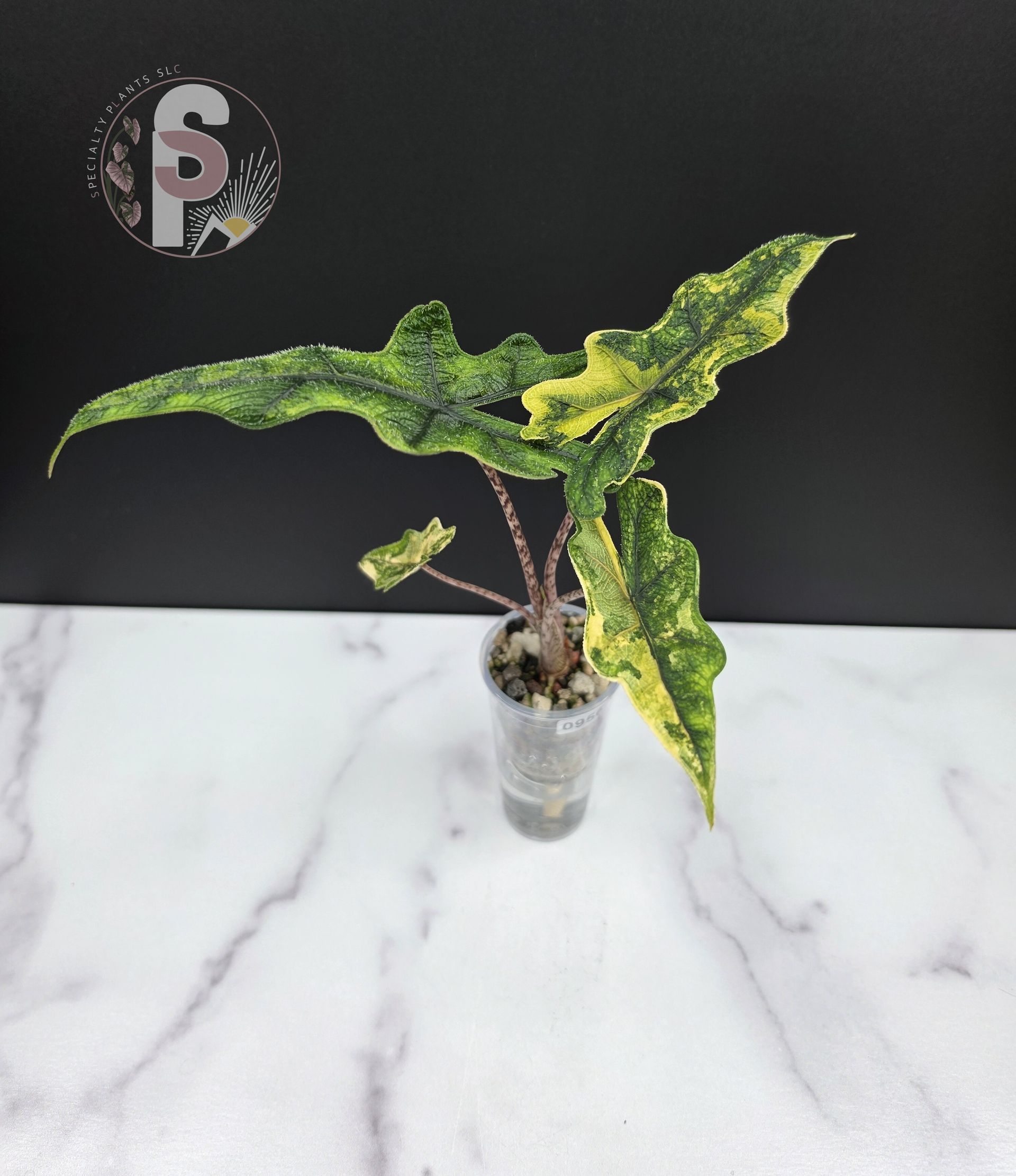 Alocasia jacklyn aurea - 0956