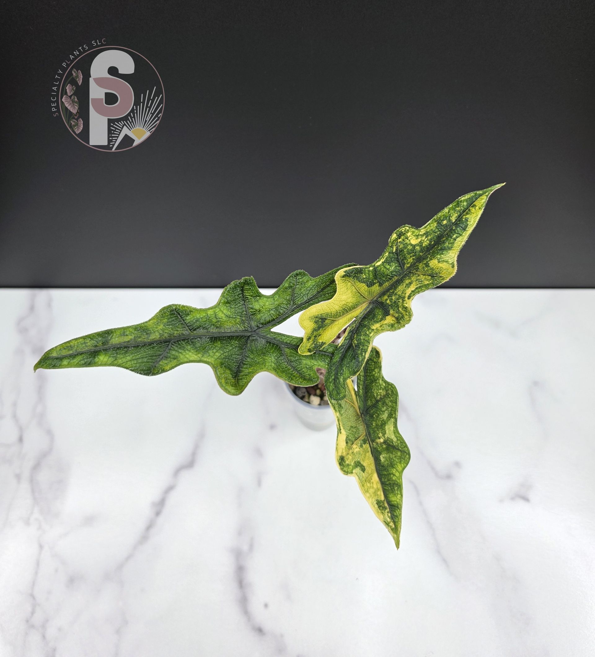 Alocasia jacklyn aurea - 0956