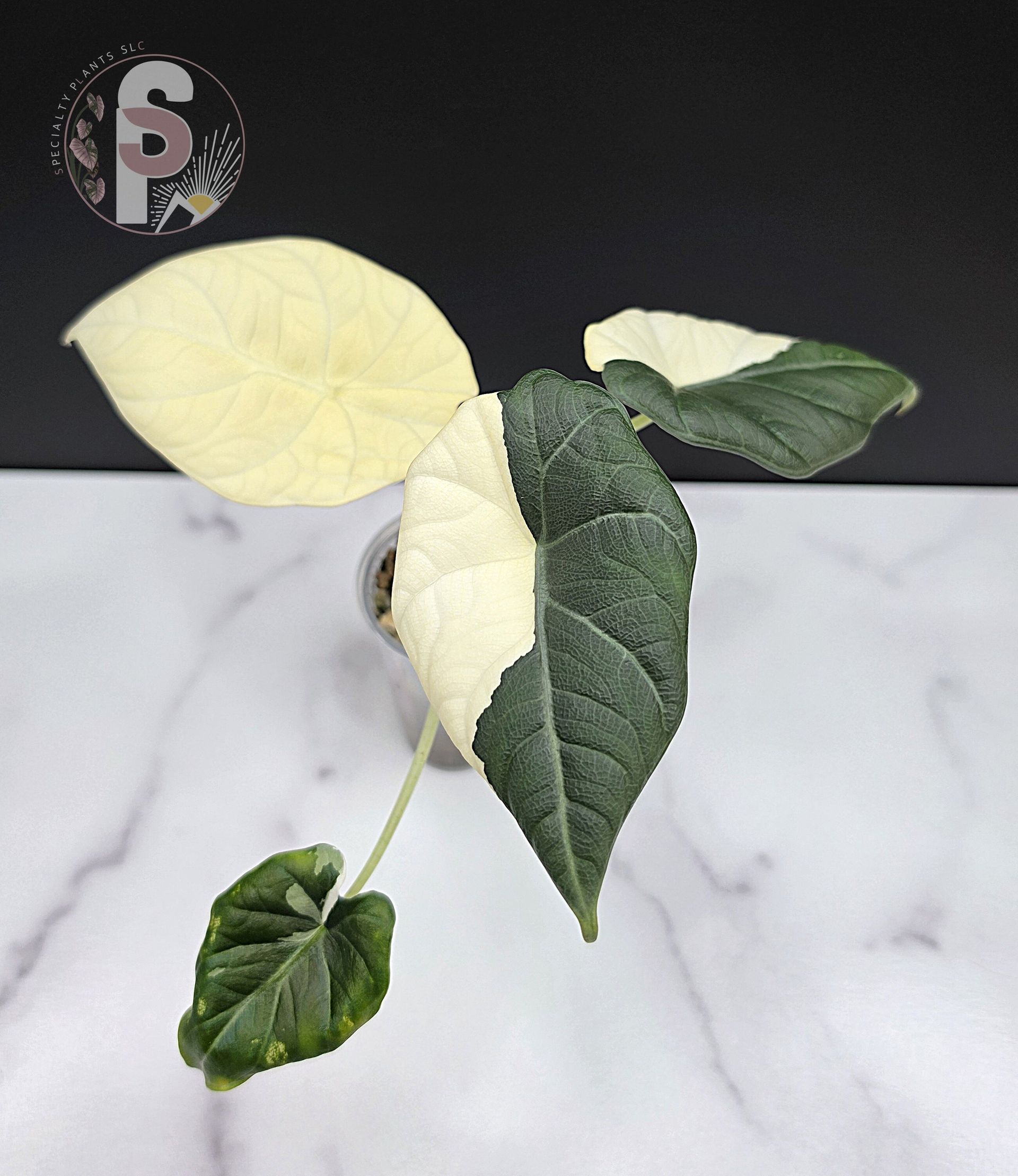 Alocasia maharani albo - 0958