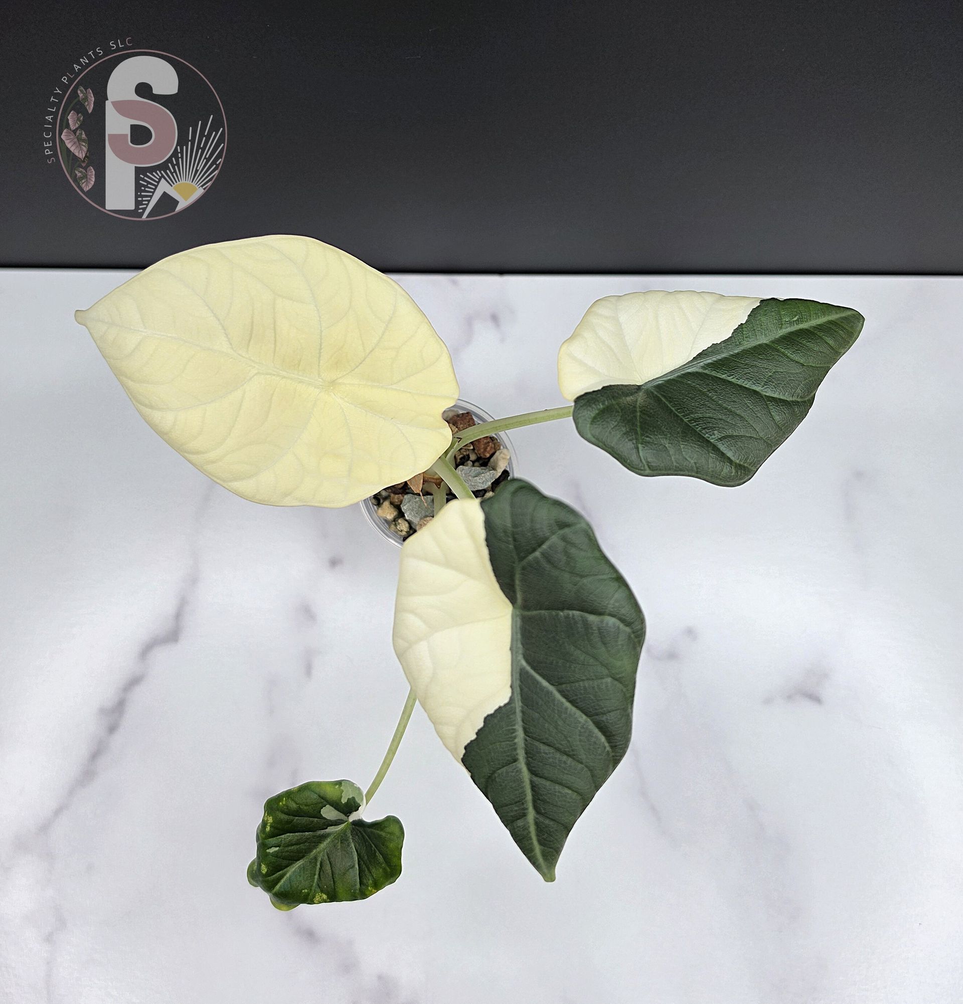 Alocasia maharani albo - 0958