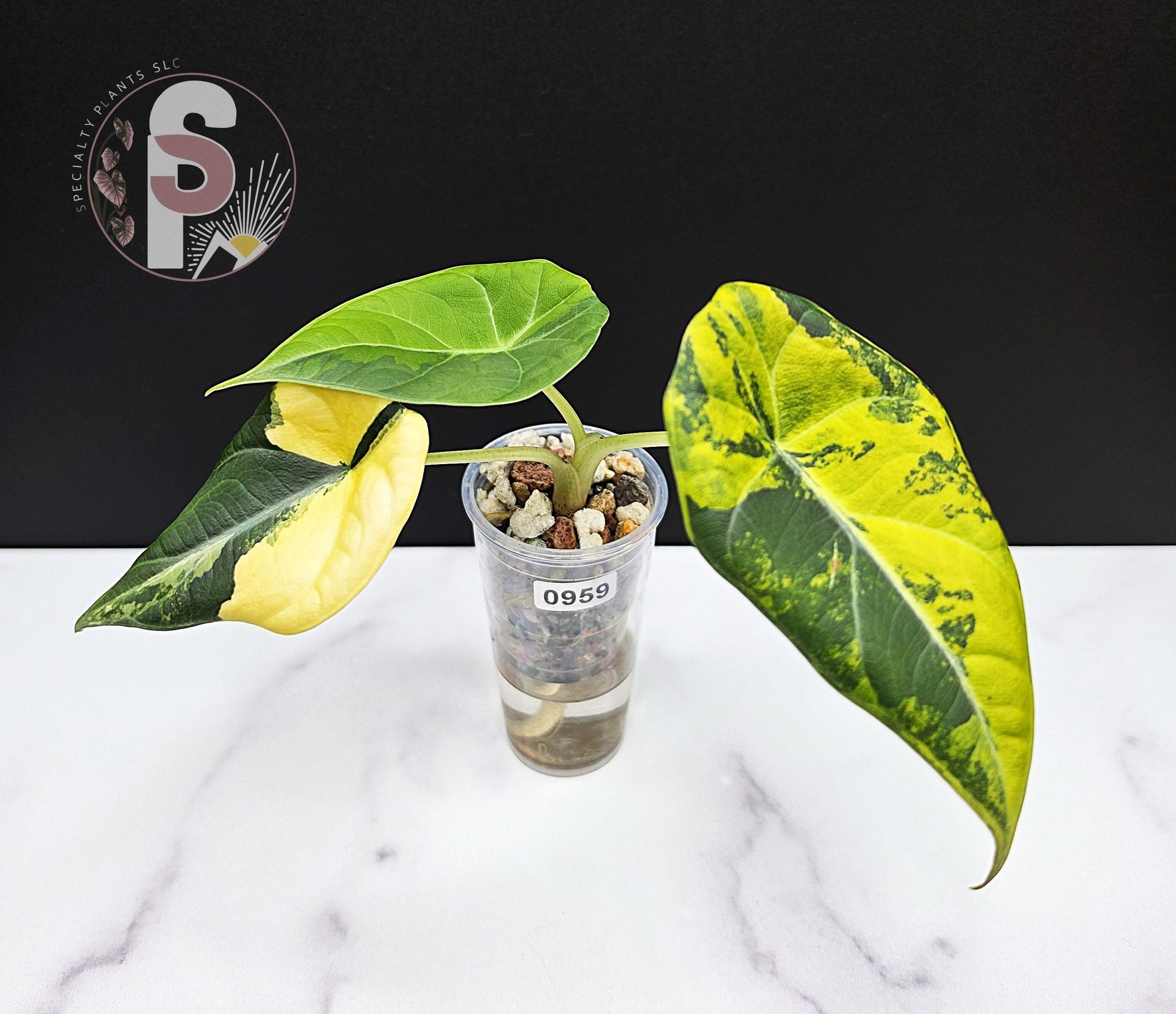 Alocasia maharani golden lime - 0959