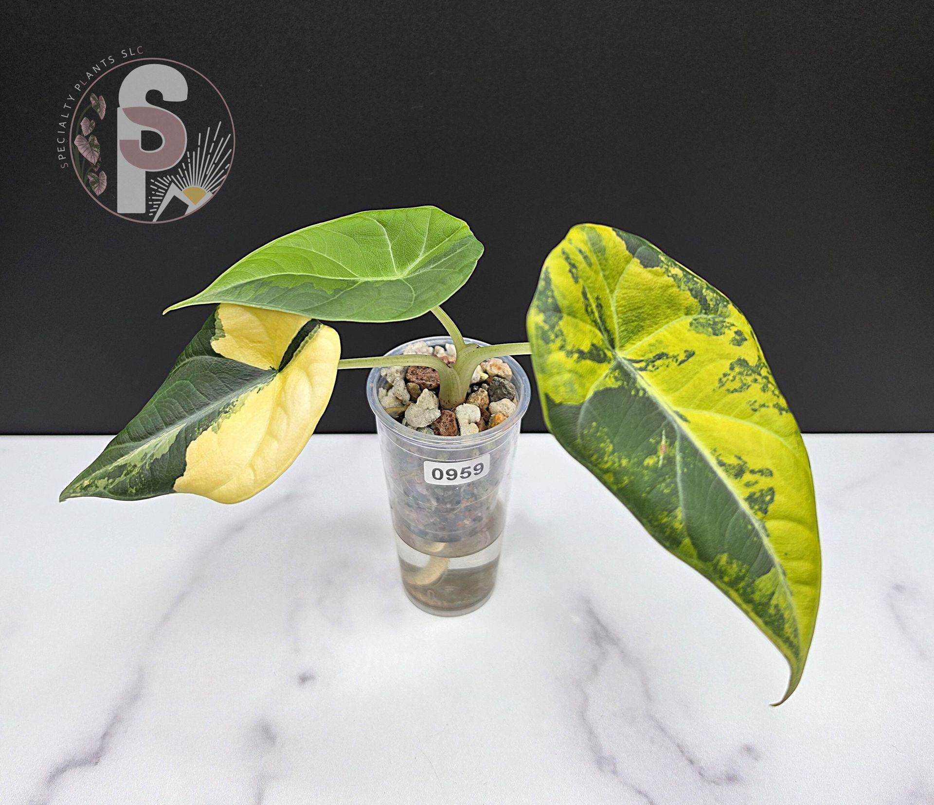 Alocasia maharani golden lime - 0959