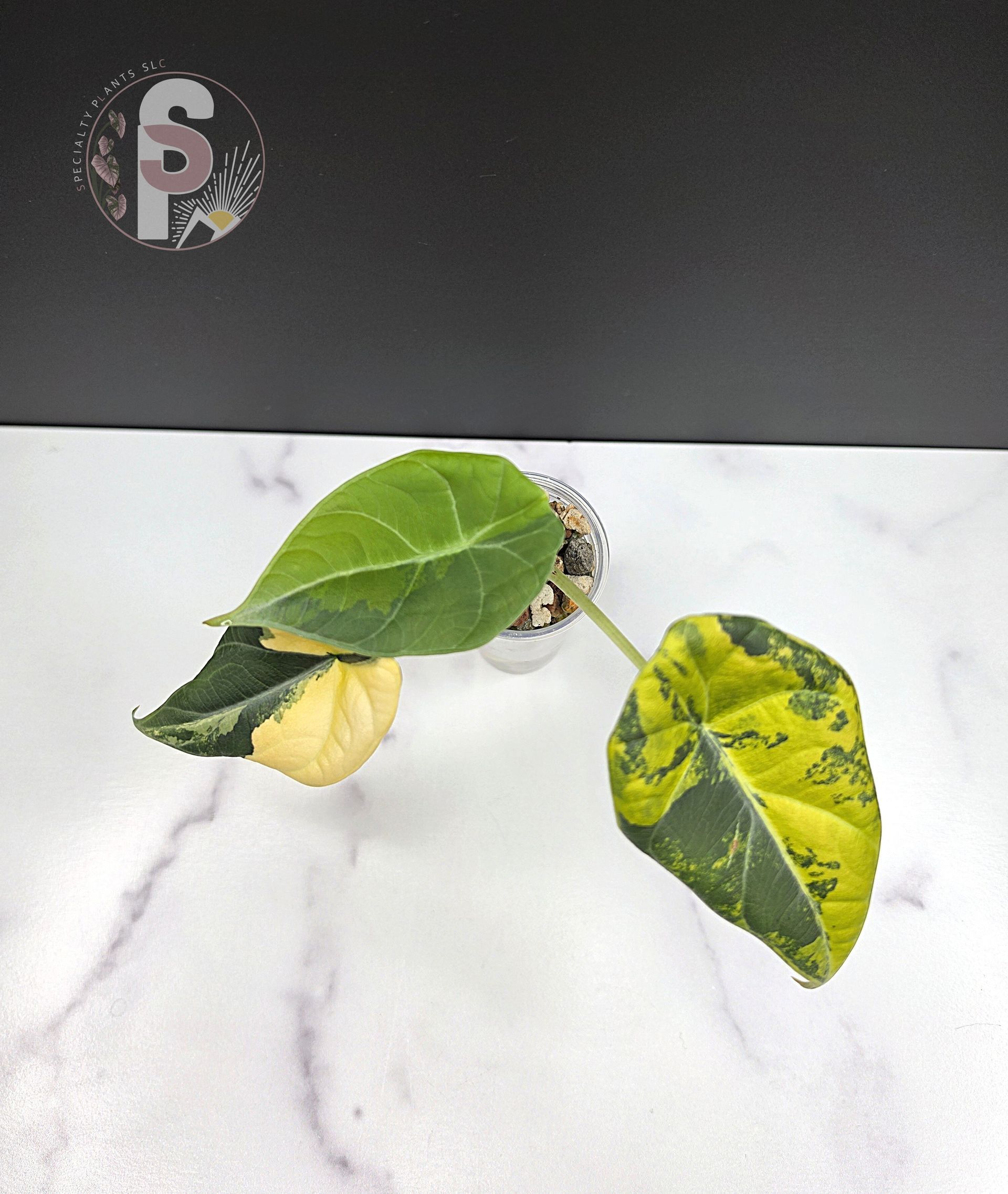 Alocasia maharani golden lime - 0959