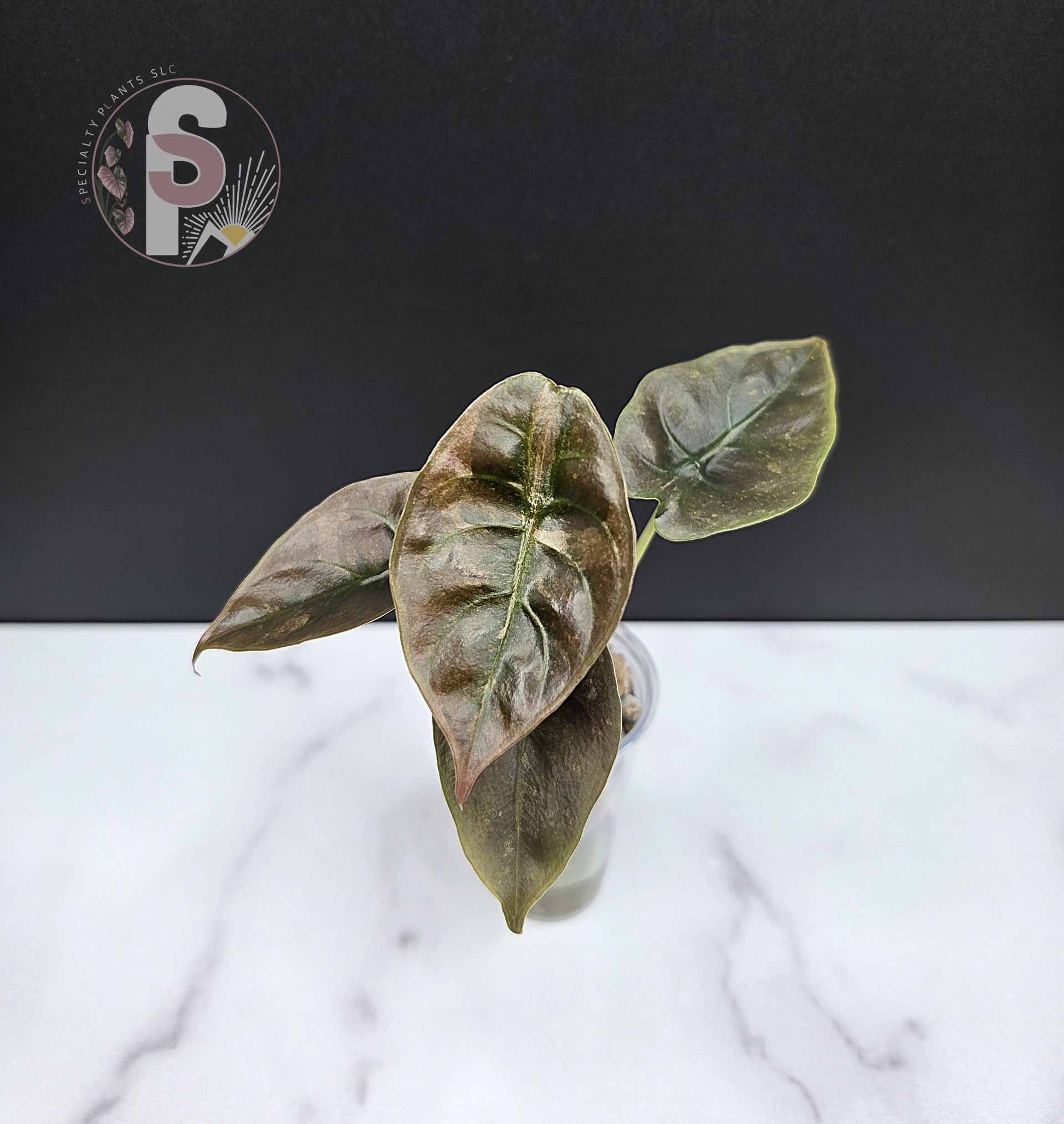 Alocasia cuprea pink mint - 0960